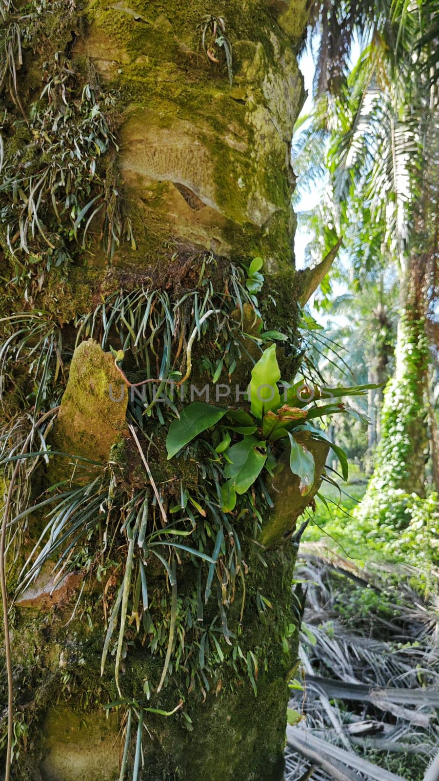 image of the wild species vegetation that sprout out from the tree bark.