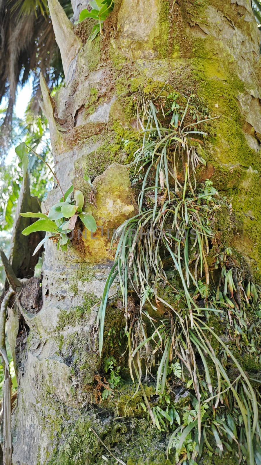 image of the wild species vegetation that sprout out from the tree bark.