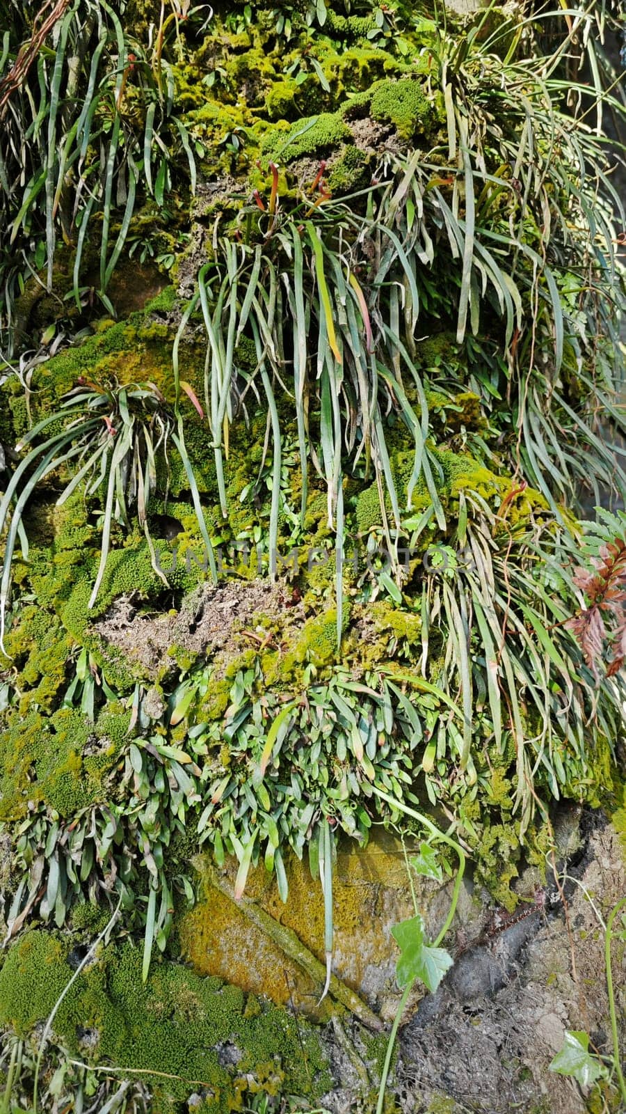 image of the wild species vegetation that sprout out from the tree bark.