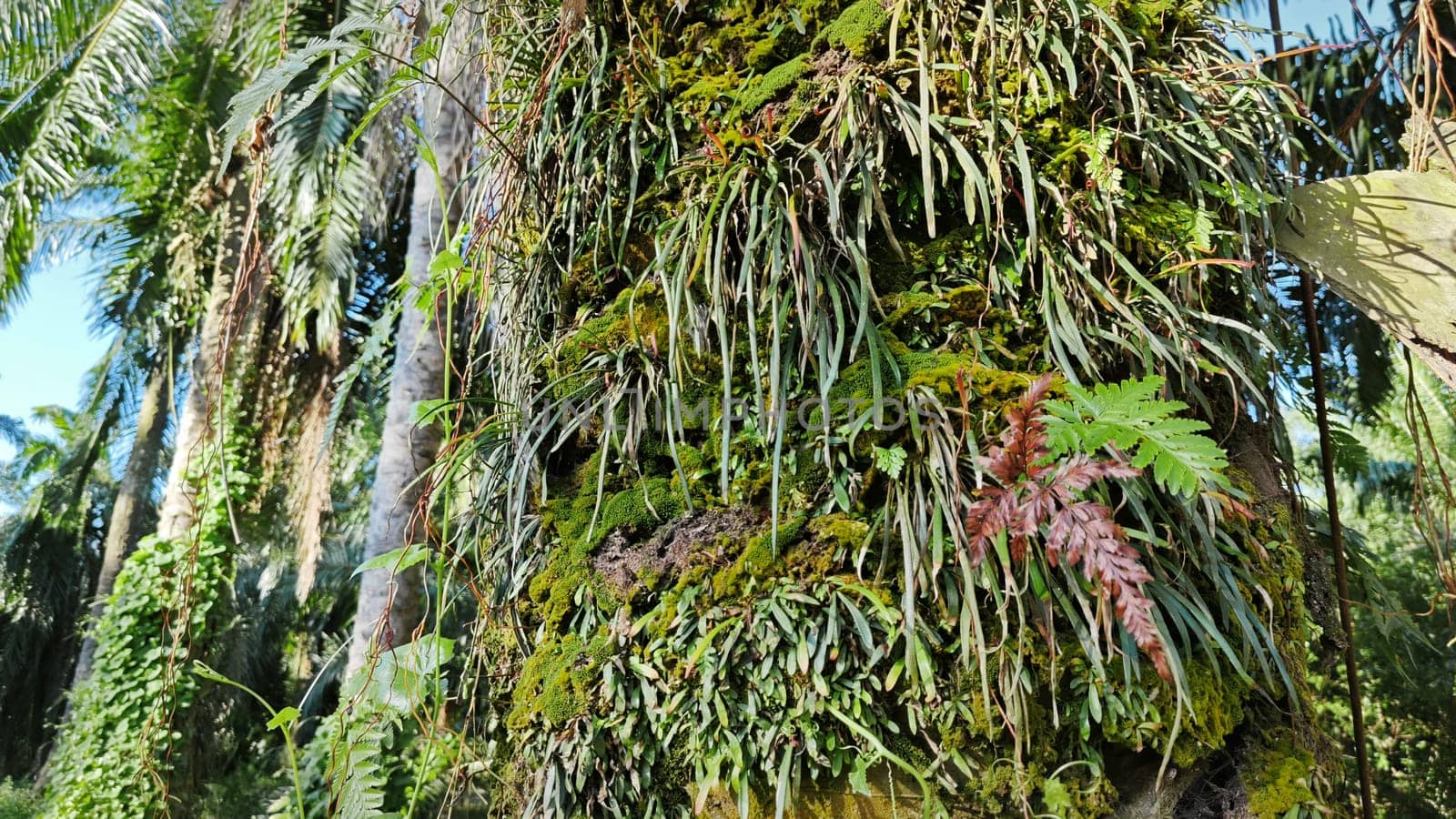 image of the wild species vegetation that sprout out from the tree bark.