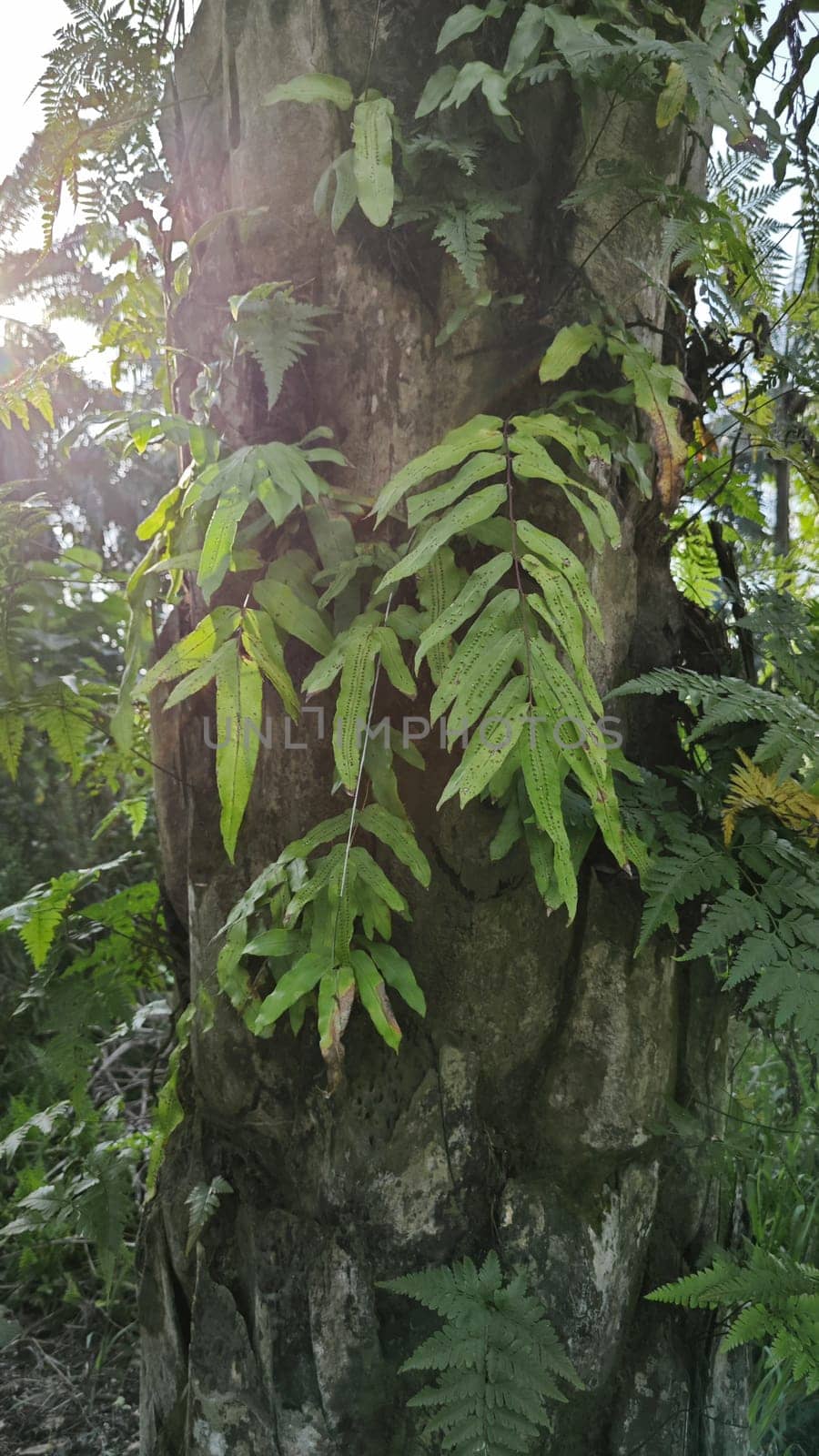 image of the wild species vegetation that sprout out from the tree bark.
