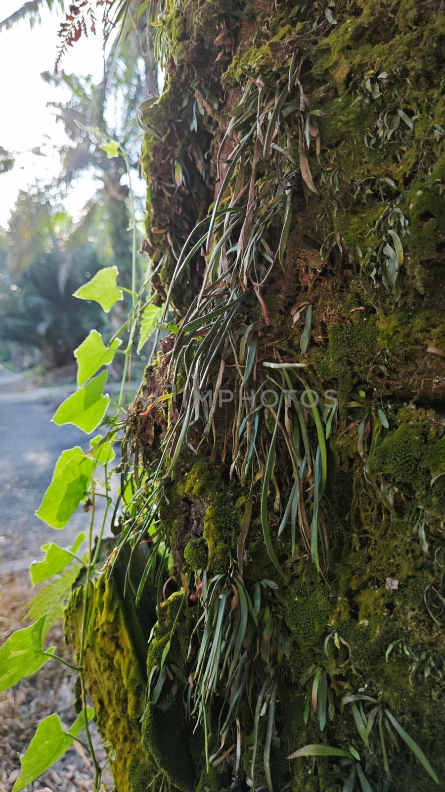image of the wild species vegetation that sprout out from the tree bark.