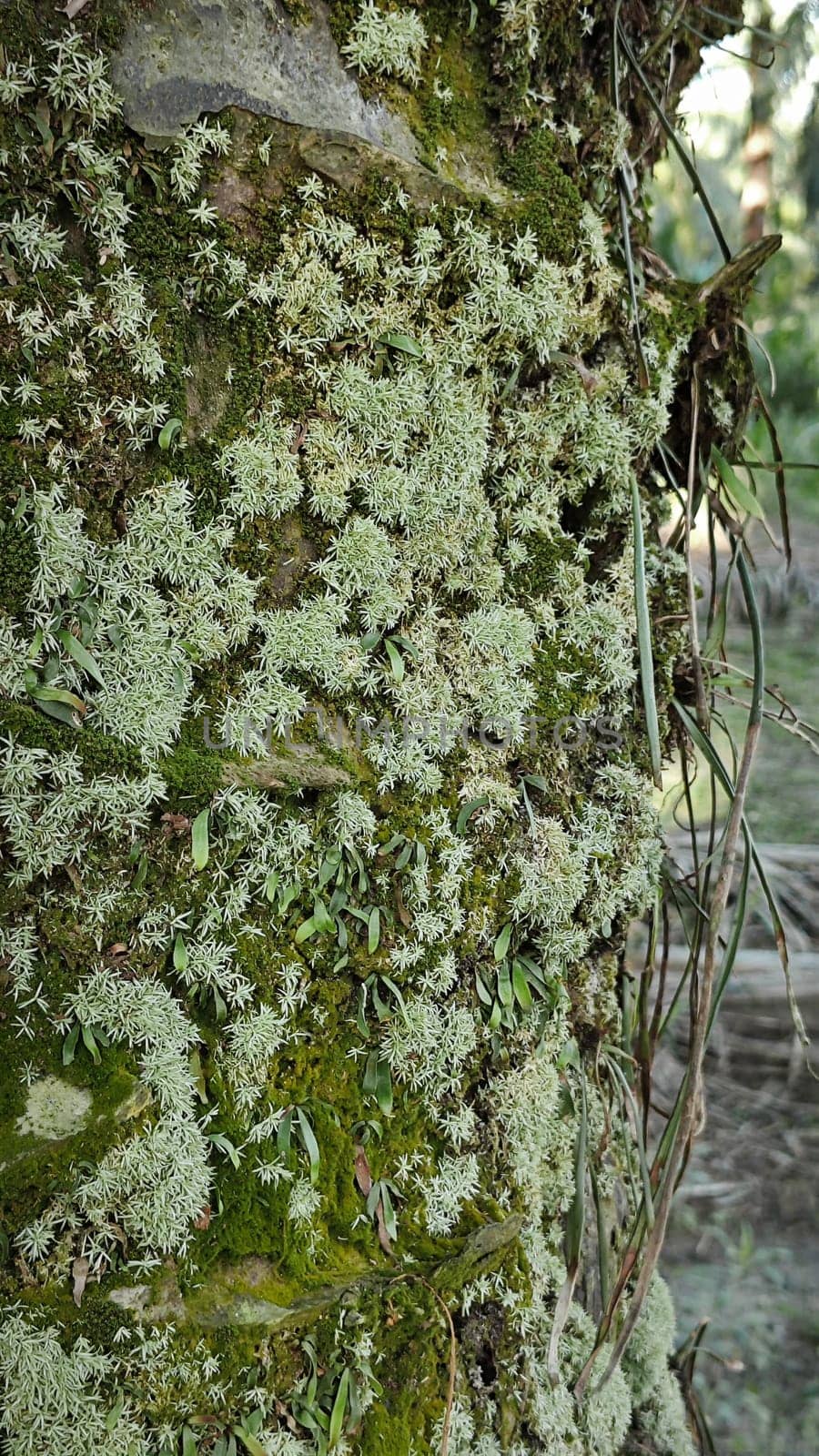 image of the wild species vegetation that sprout out from the tree bark.