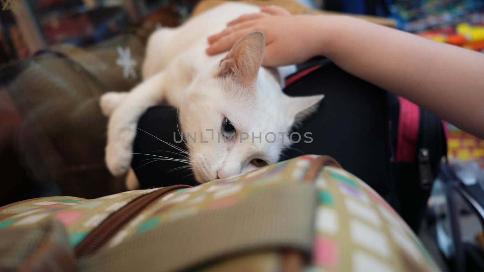 Adorable white cat with blue and yellow eyes lying on a bag and enjoying being petted by a child's hand, showing a moment of connection and affection between pet and human
