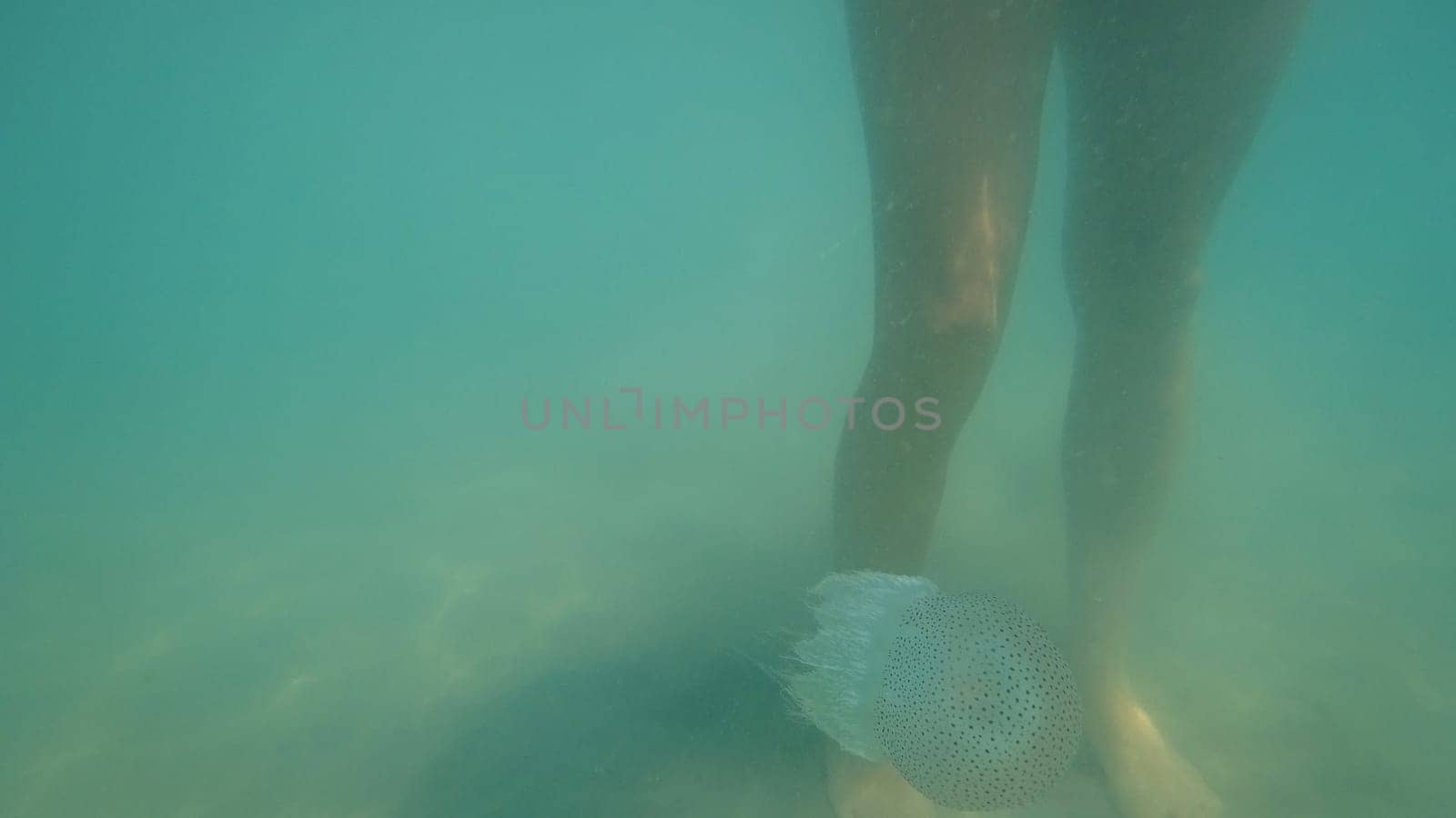 Legs of a bather swimming gracefully near an australian spotted jellyfish, gliding through the shallow, green waters of an australian beach, capturing a serene moment in nature