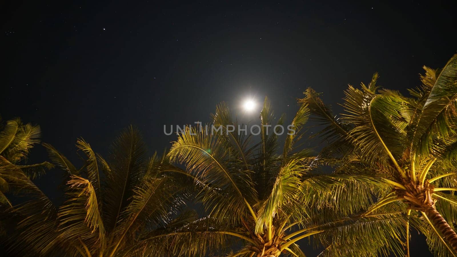 Tops of palm trees glowing under bright moonlight, framed by a starry night sky, evoke a tropical and exotic atmosphere, inviting feelings of serenity and relaxation