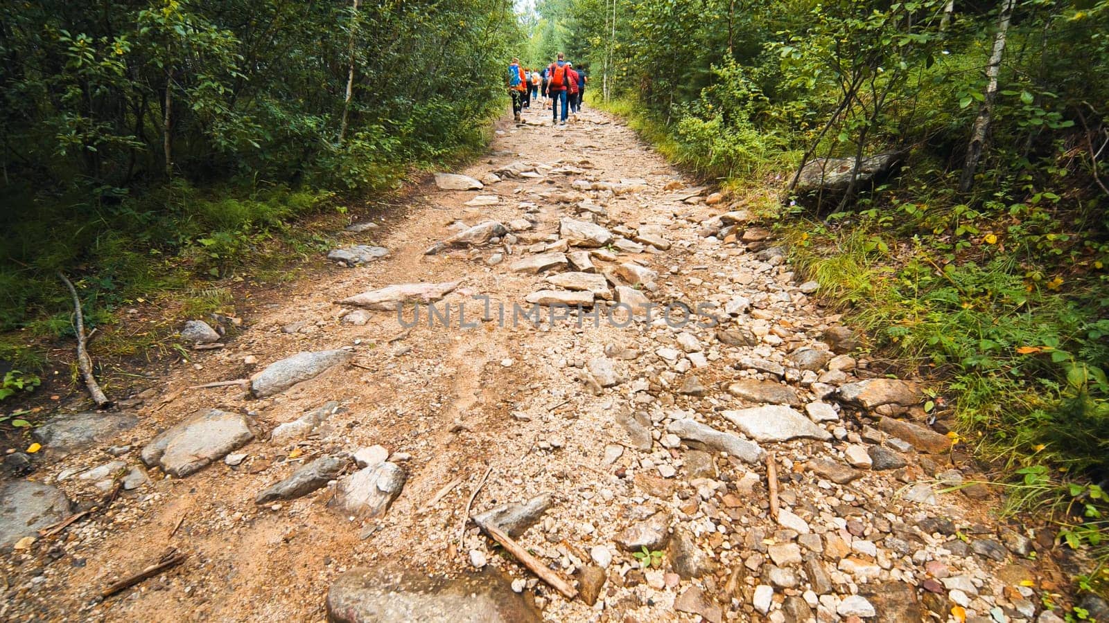Hikers navigating a challenging, rocky trail while surrounded by lush greenery in a serene forest, embracing the spirit of adventure