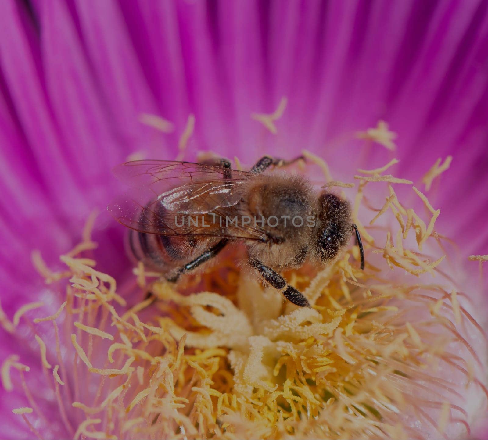 A bee gathers pollen from the center of a bright pink flower while surrounded by delicate yellow stamens, showcasing nature's beauty in a lively garden setting.