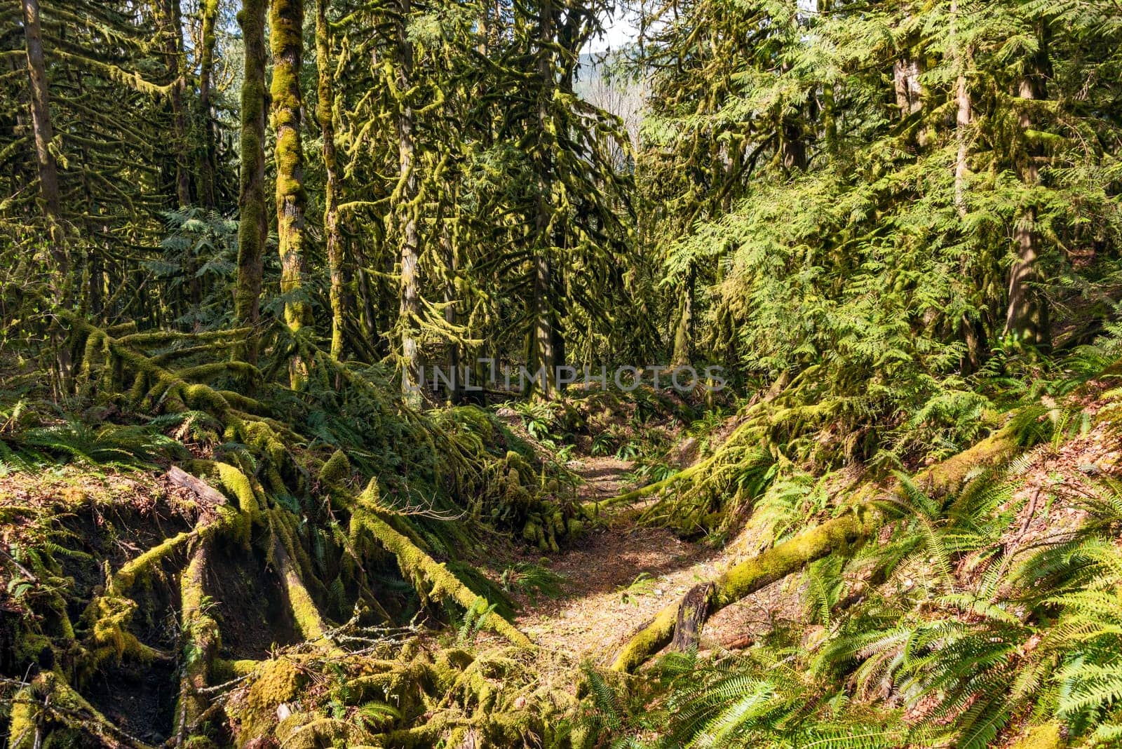 Dry stream bed in fleeced with moss forest.
