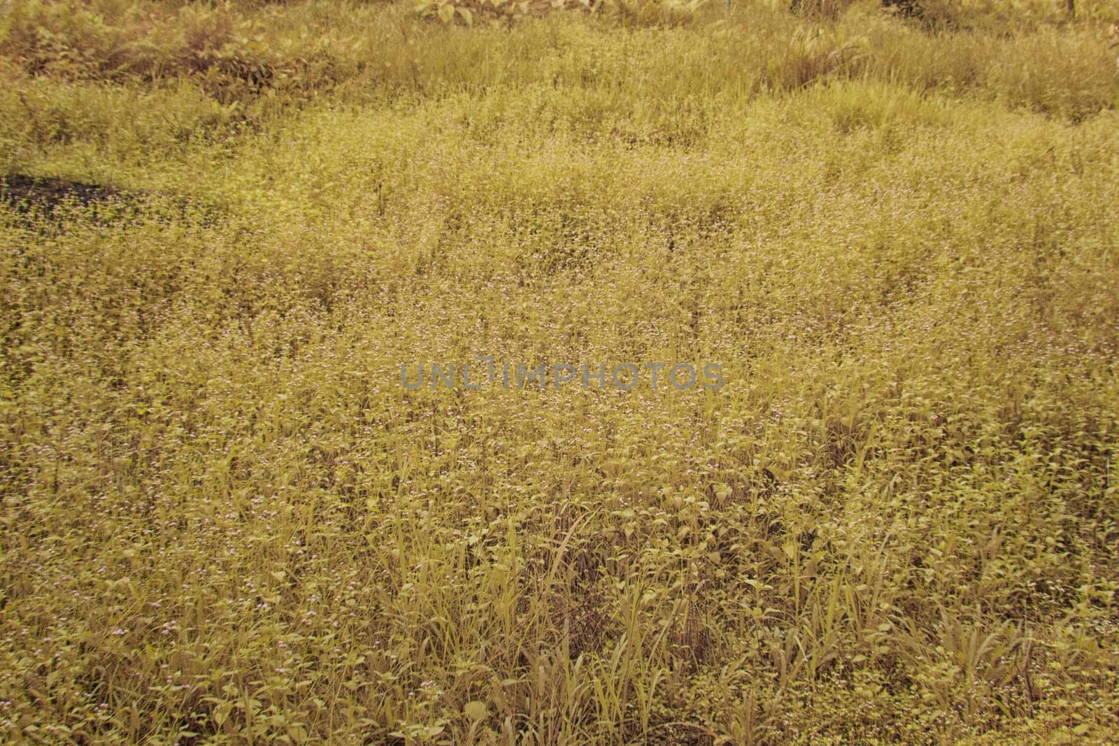 infrared image of the wild vegetation environment landscape at the palm oil plantation.