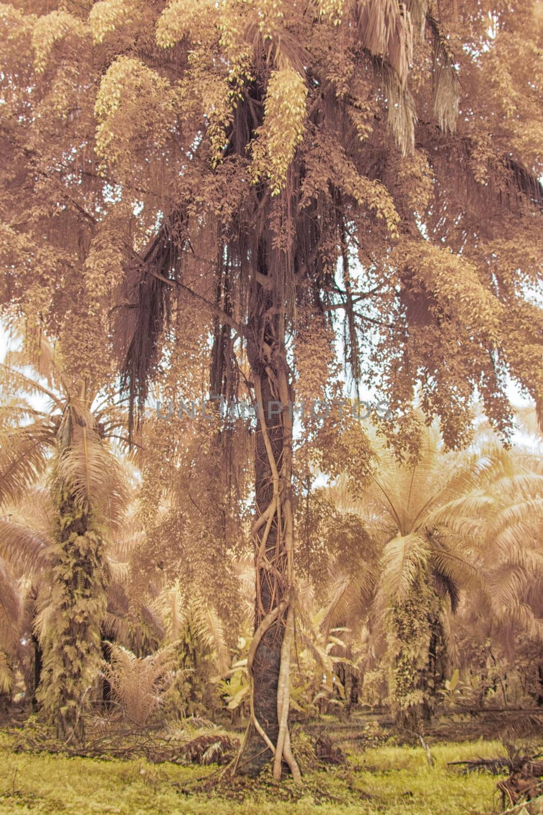 infrared image of the wild vegetation environment landscape at the palm oil plantation.
