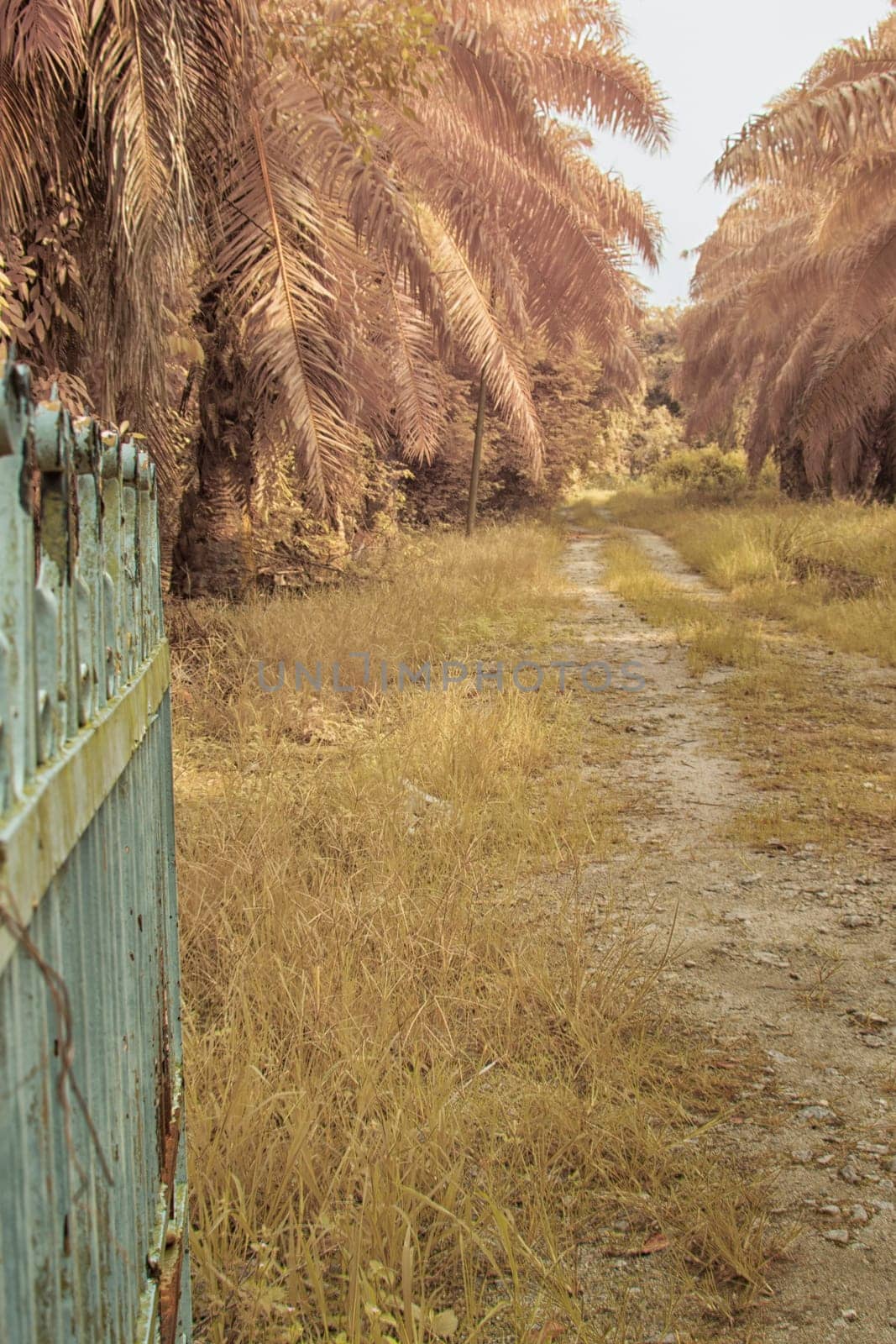 infrared image of the wild vegetation environment landscape at the palm oil plantation.