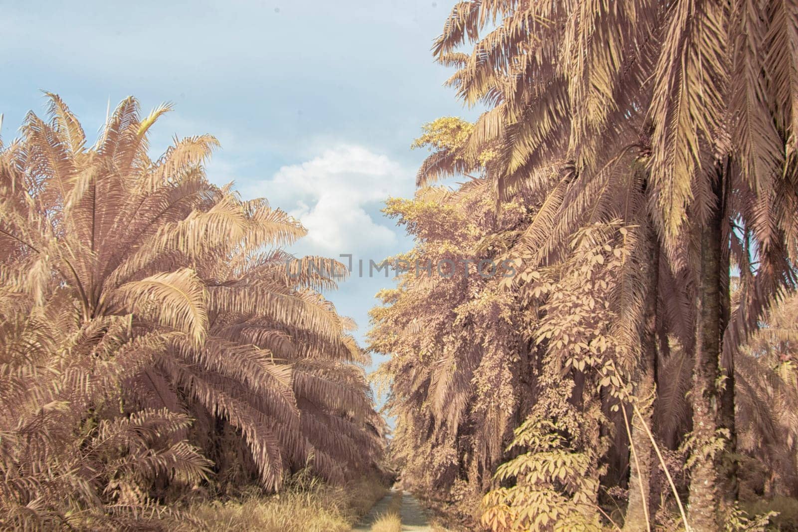infrared image of the wild vegetation environment landscape at the palm oil plantation.
