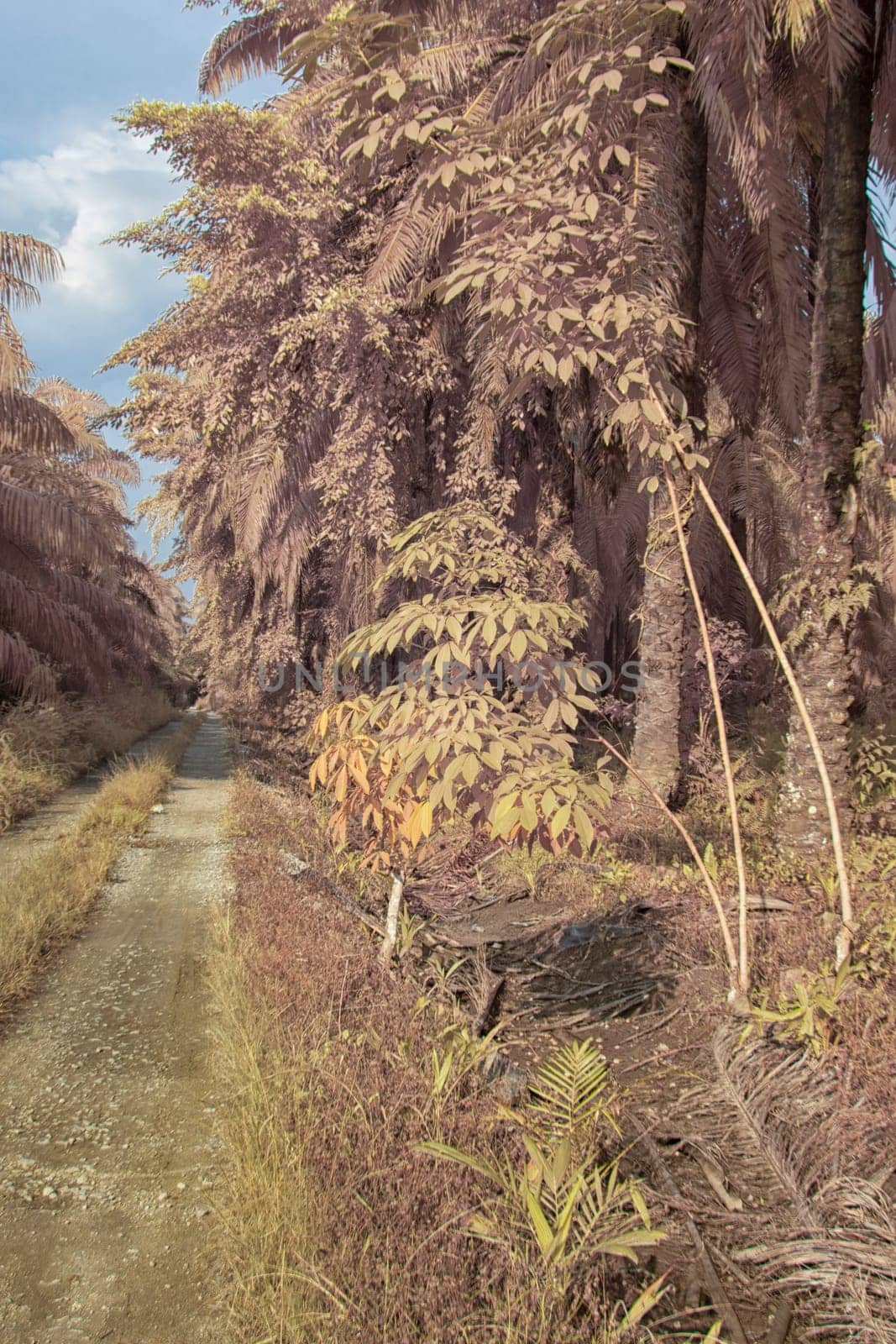 infrared image of the wild vegetation environment landscape at the palm oil plantation.
