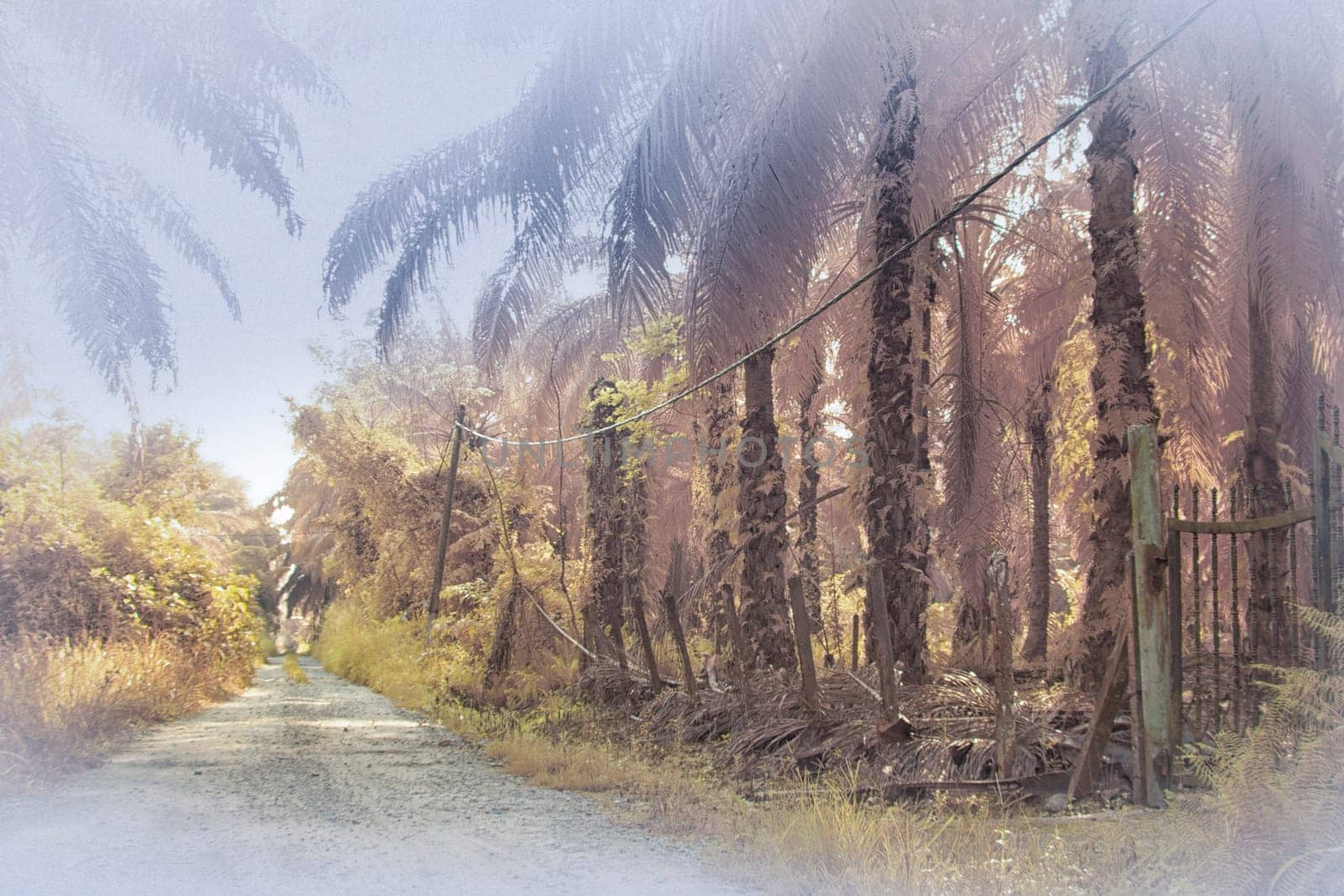 infrared image of the wild vegetation environment landscape at the palm oil plantation.