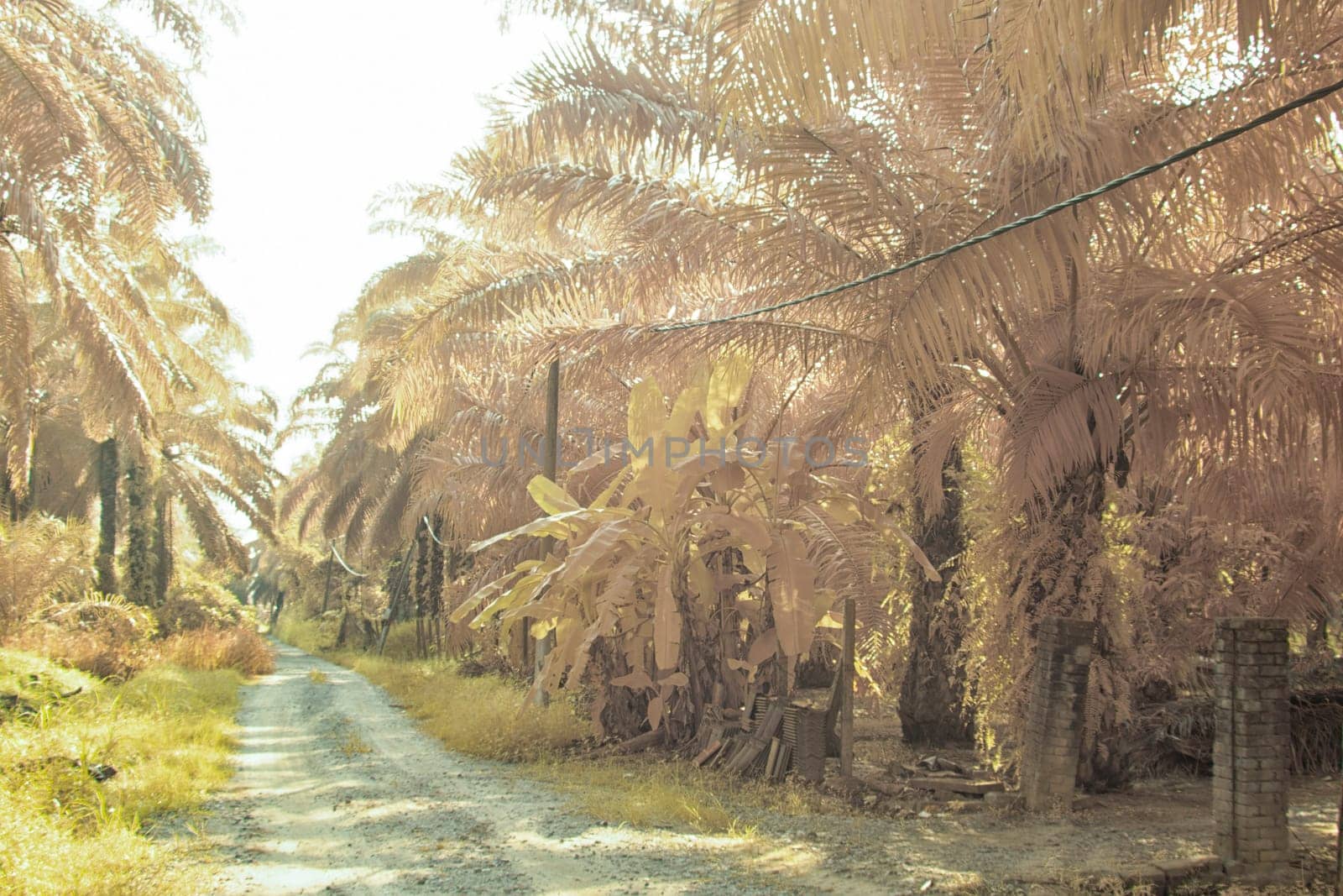 infrared image of the wild vegetation environment landscape at the palm oil plantation.