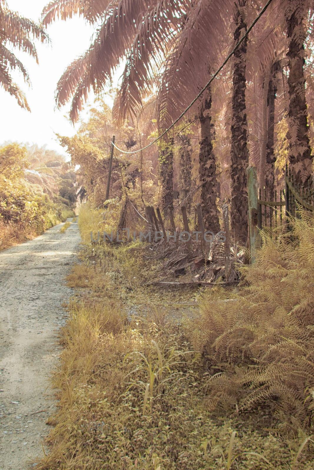 infrared image of the wild vegetation environment landscape at the palm oil plantation.