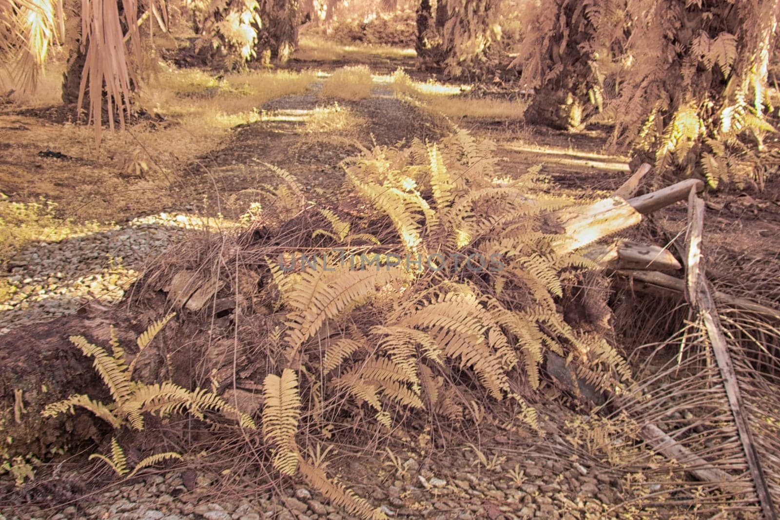 infrared image of the wild vegetation environment landscape at the palm oil plantation.