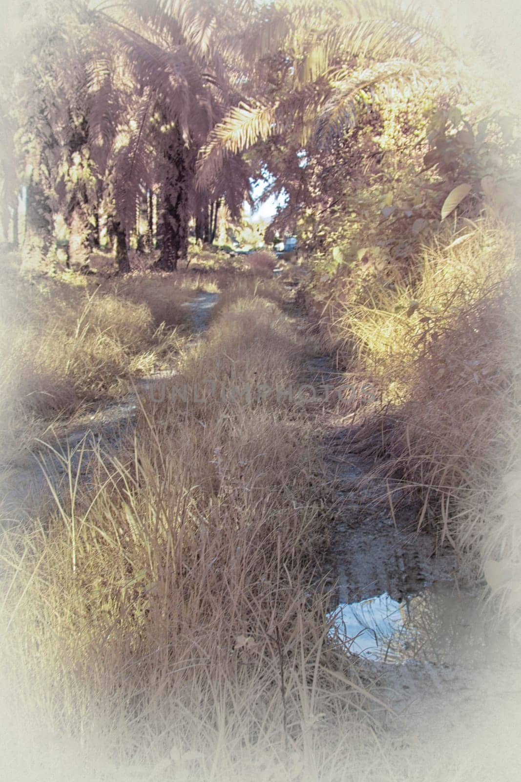 infrared image of the wild vegetation environment landscape at the palm oil plantation.