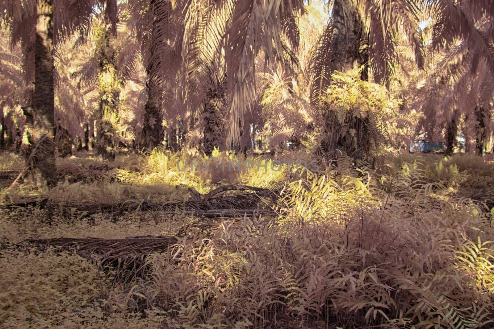 infrared image of the wild vegetation environment landscape at the palm oil plantation.