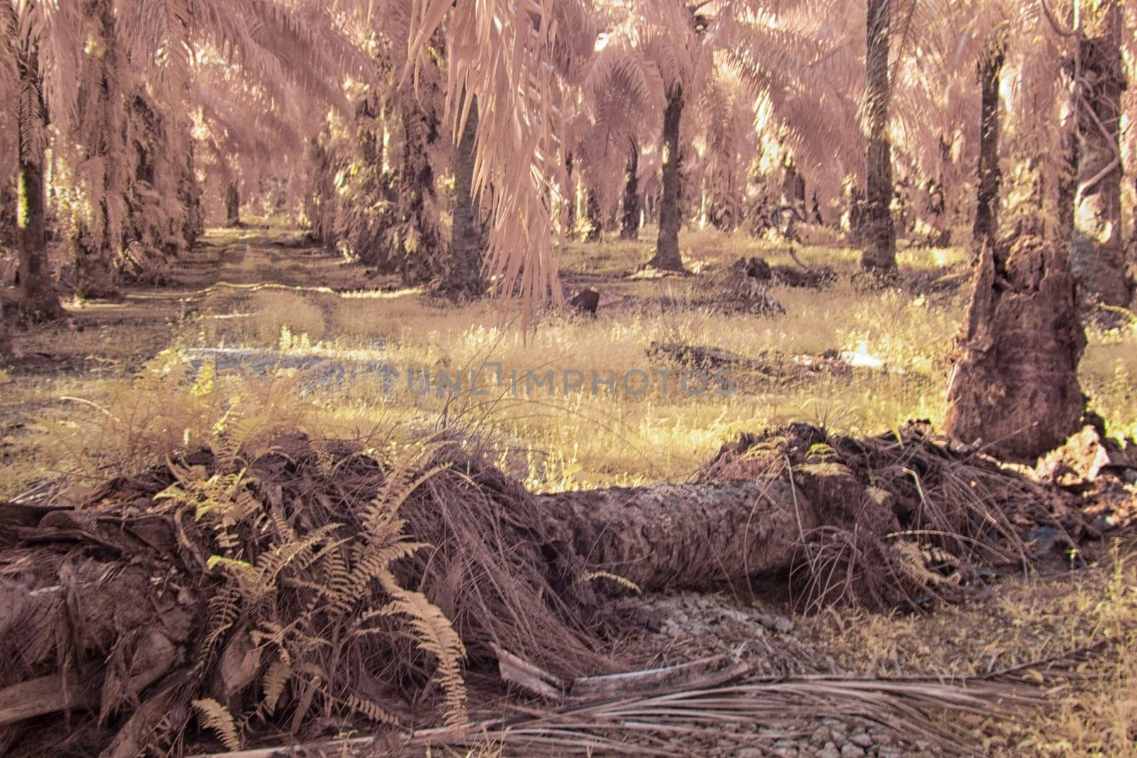 infrared image of the wild vegetation environment landscape at the palm oil plantation.