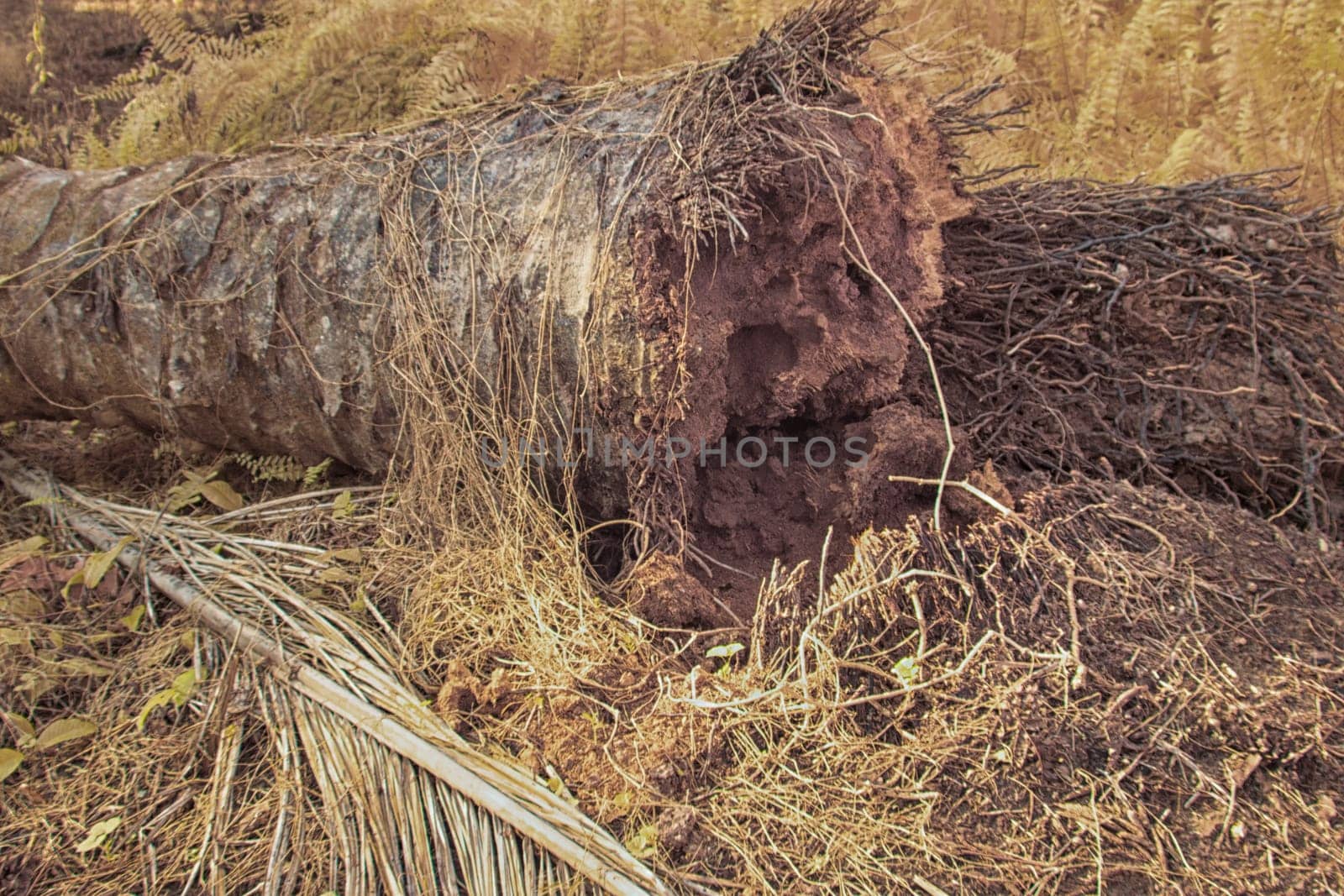 infrared image of the wild vegetation environment landscape at the palm oil plantation.