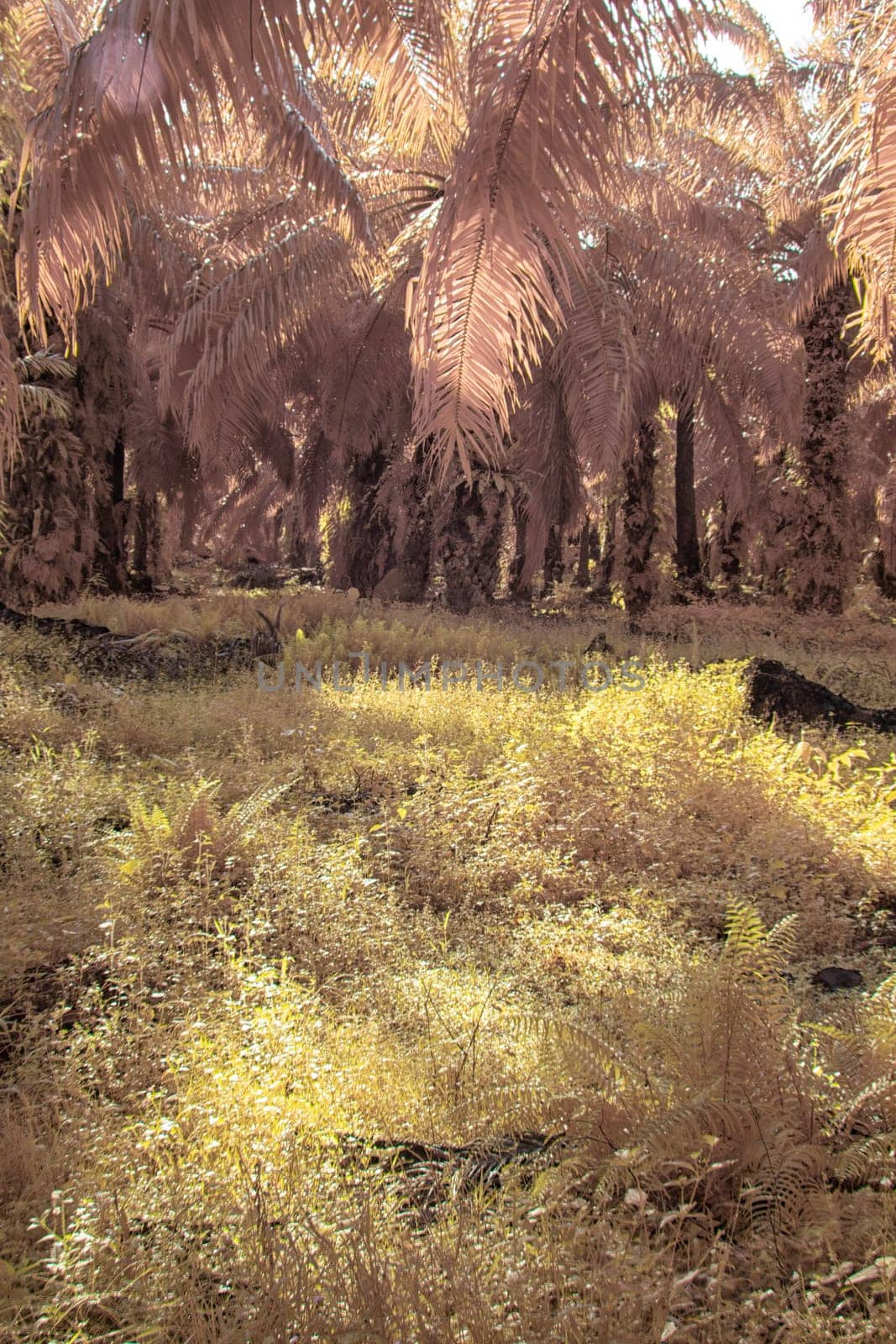 infrared image of the wild vegetation environment landscape at the palm oil plantation.