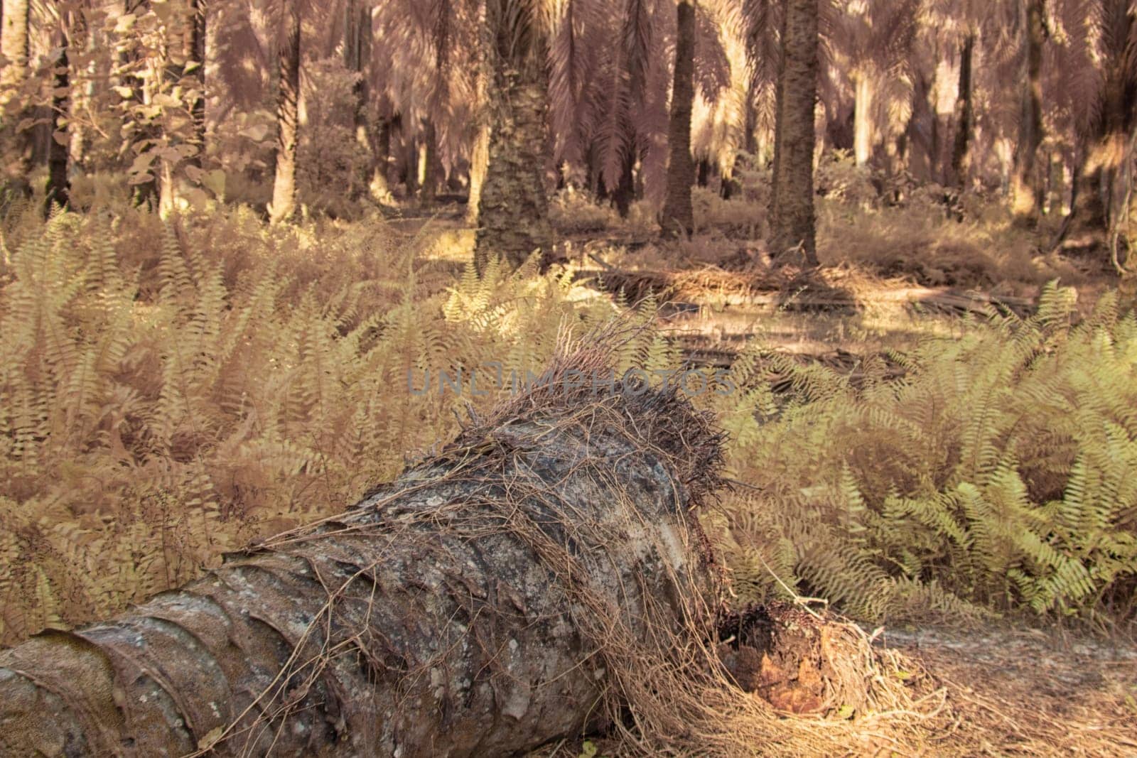 infrared image of the wild vegetation environment landscape at the palm oil plantation.