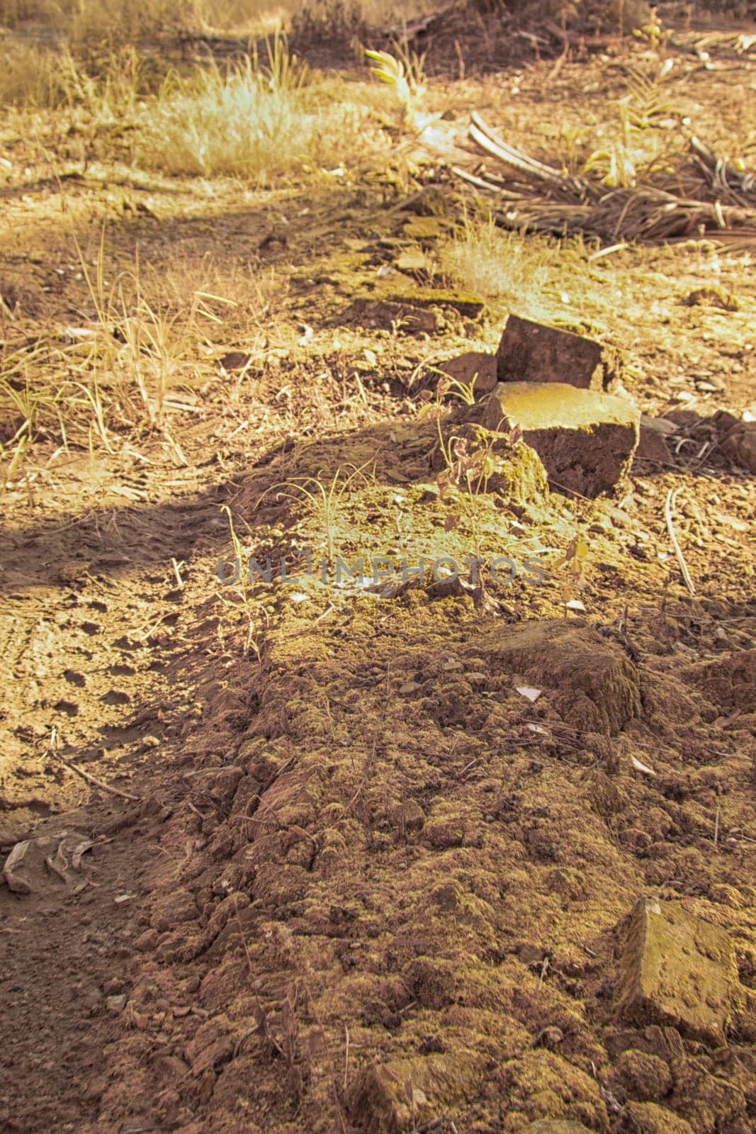 infrared image of the wild vegetation environment landscape at the palm oil plantation.