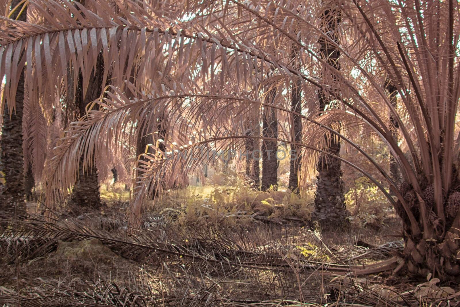infrared image of the wild vegetation environment landscape at the palm oil plantation.