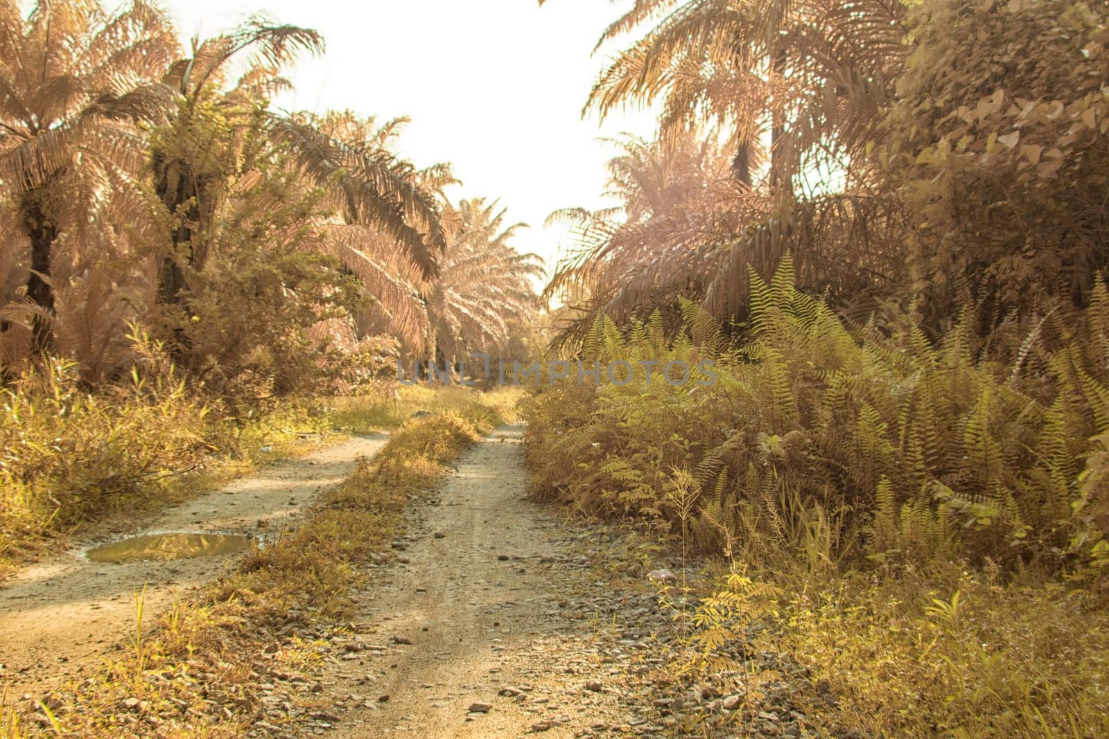 infrared image of the wild vegetation environment landscape at the palm oil plantation.
