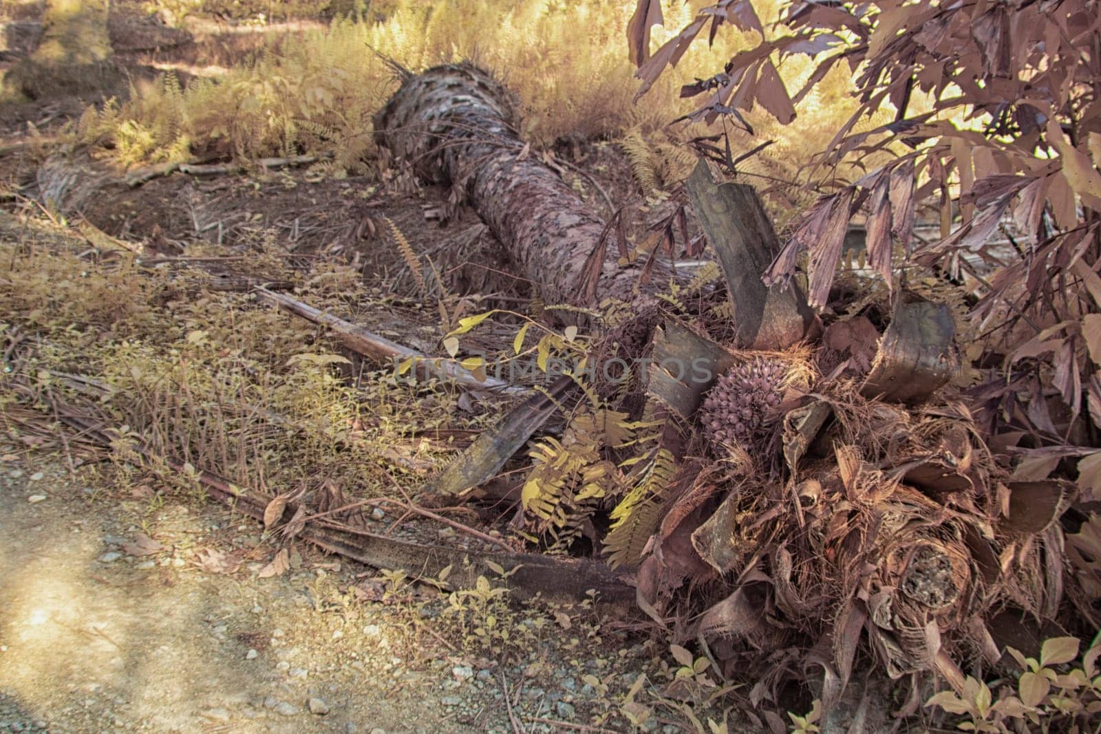 infrared image of the wild vegetation environment landscape at the palm oil plantation.