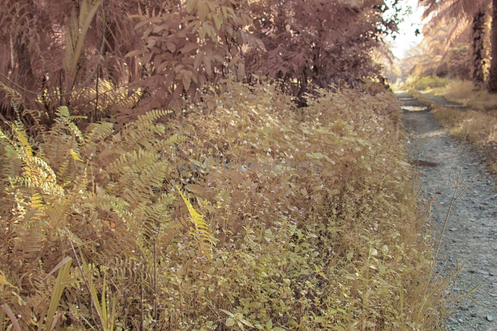 infrared image of the wild vegetation environment landscape at the palm oil plantation.