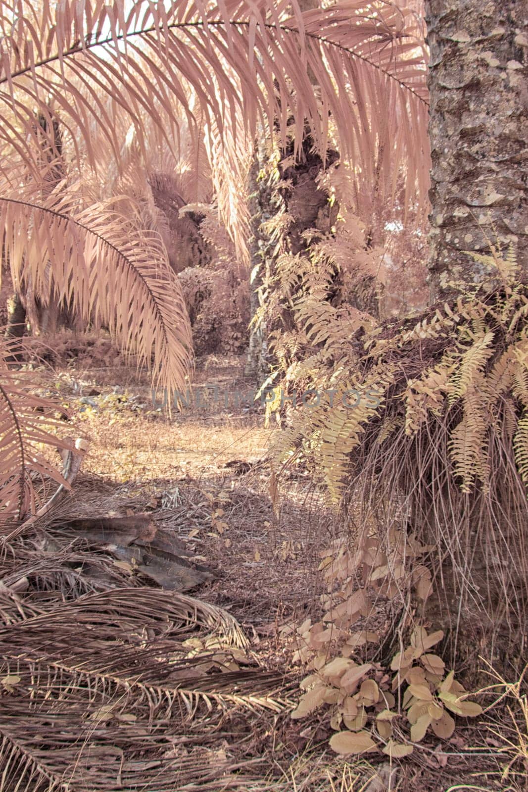 infrared image of the wild vegetation environment landscape at the palm oil plantation.