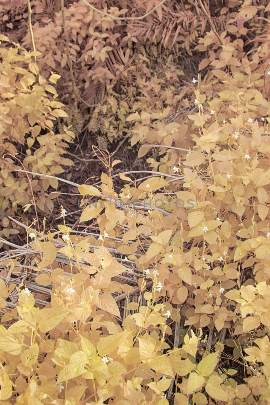 infrared image of the wild vegetation environment landscape at the palm oil plantation.