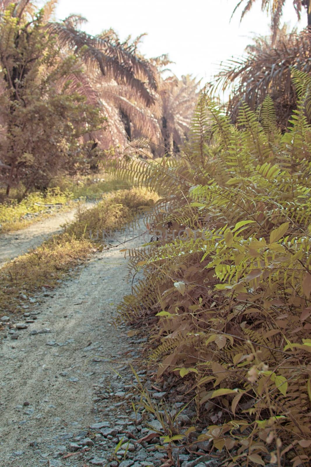 infrared image of the wild vegetation environment landscape at the palm oil plantation.