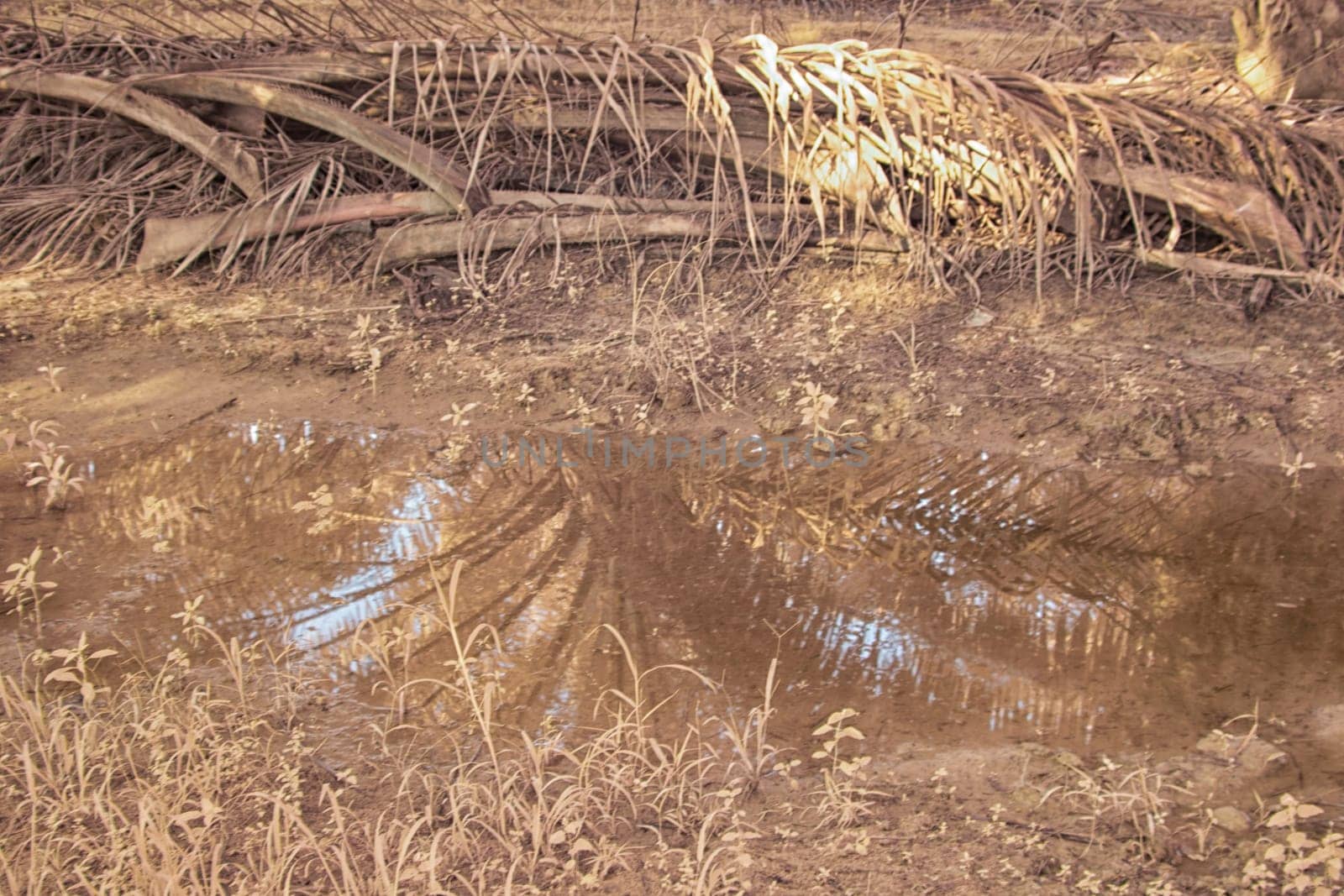 infrared image of the wild vegetation environment landscape at the palm oil plantation.