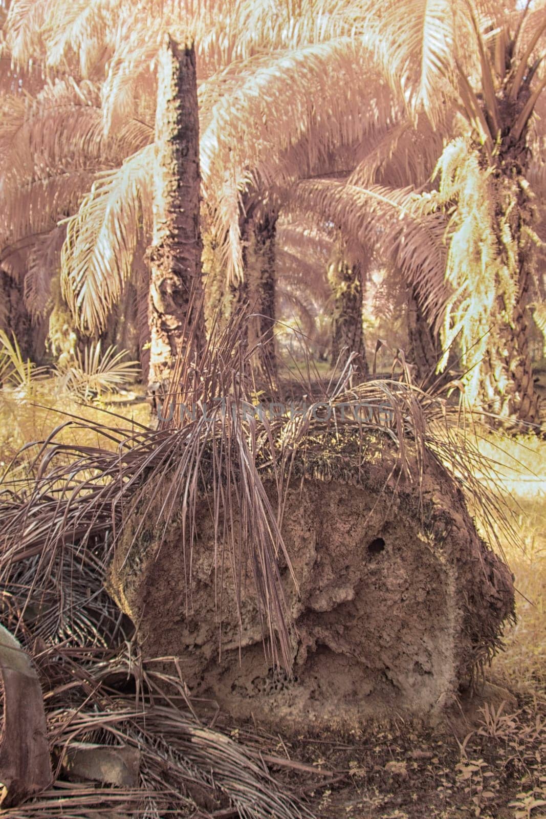 infrared image of the wild vegetation environment landscape at the palm oil plantation.