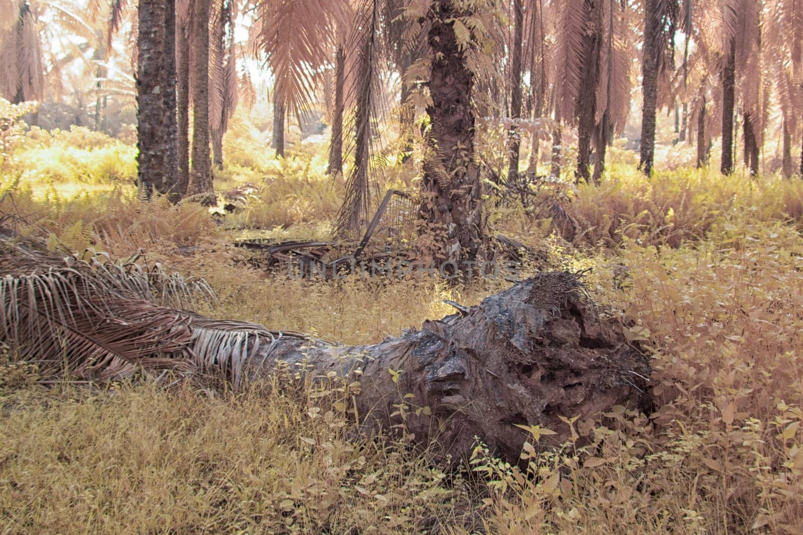 infrared image of the wild vegetation environment landscape at the palm oil plantation.