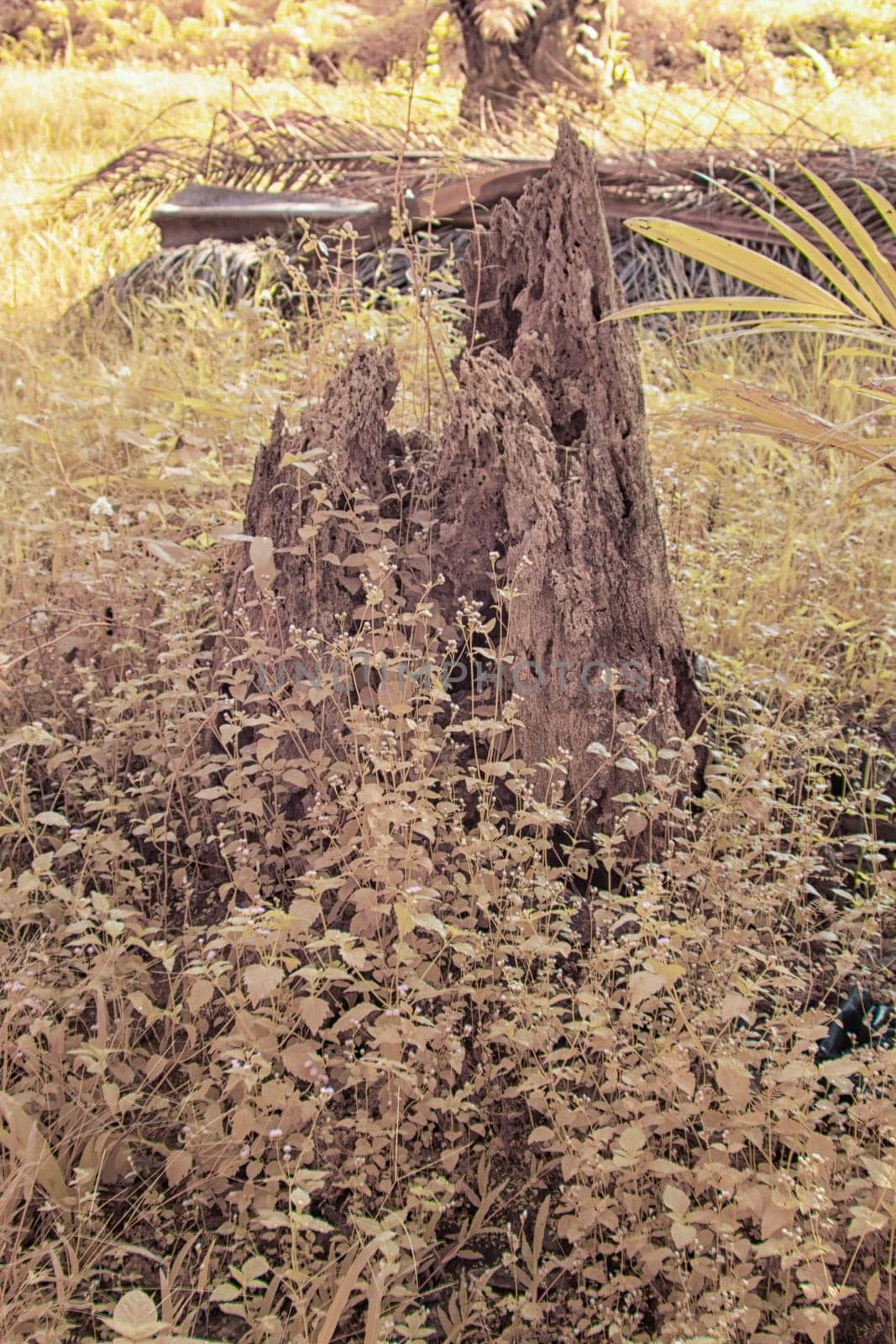 infrared image of the wild vegetation environment landscape at the palm oil plantation.