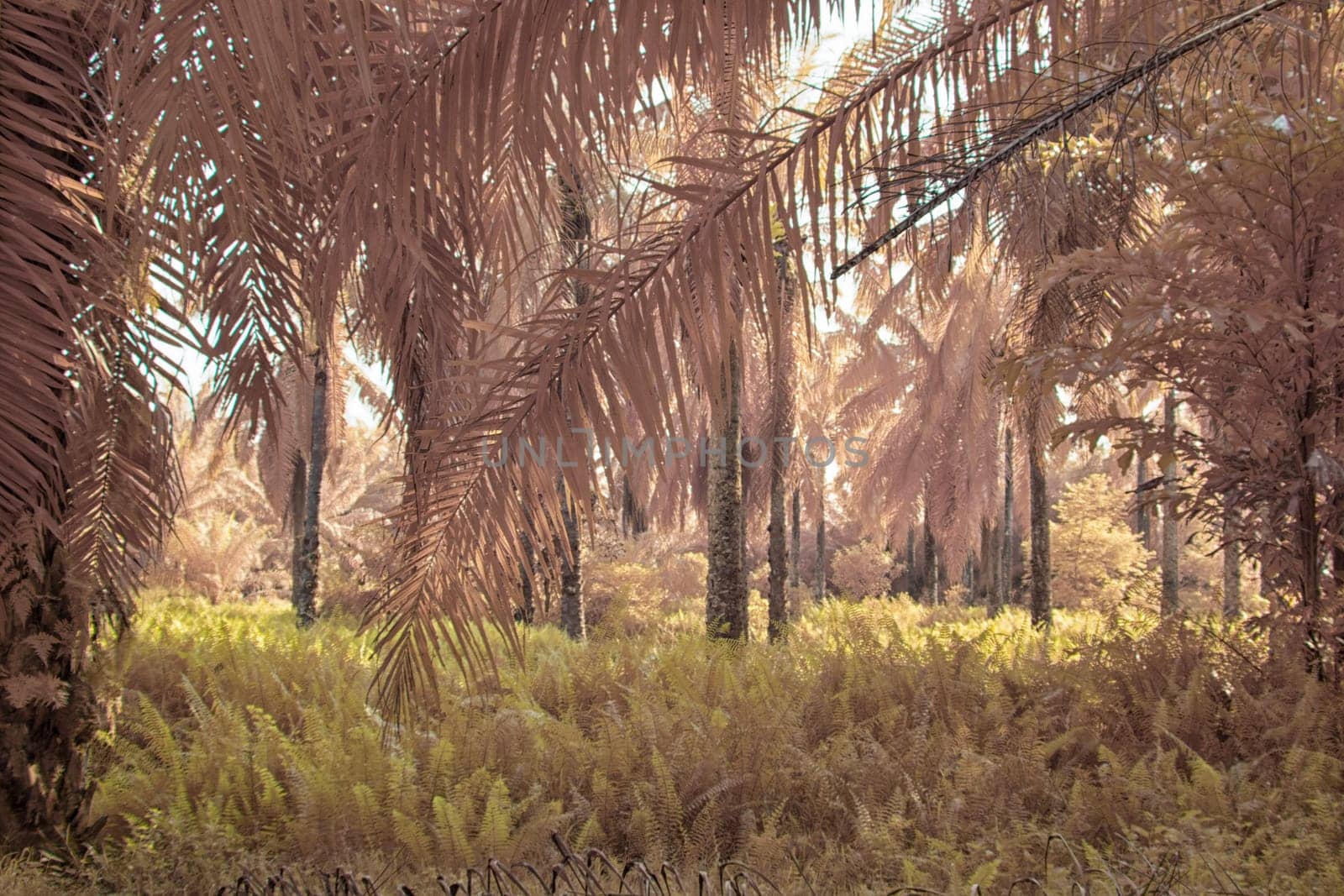 infrared image of the wild vegetation environment landscape at the palm oil plantation.