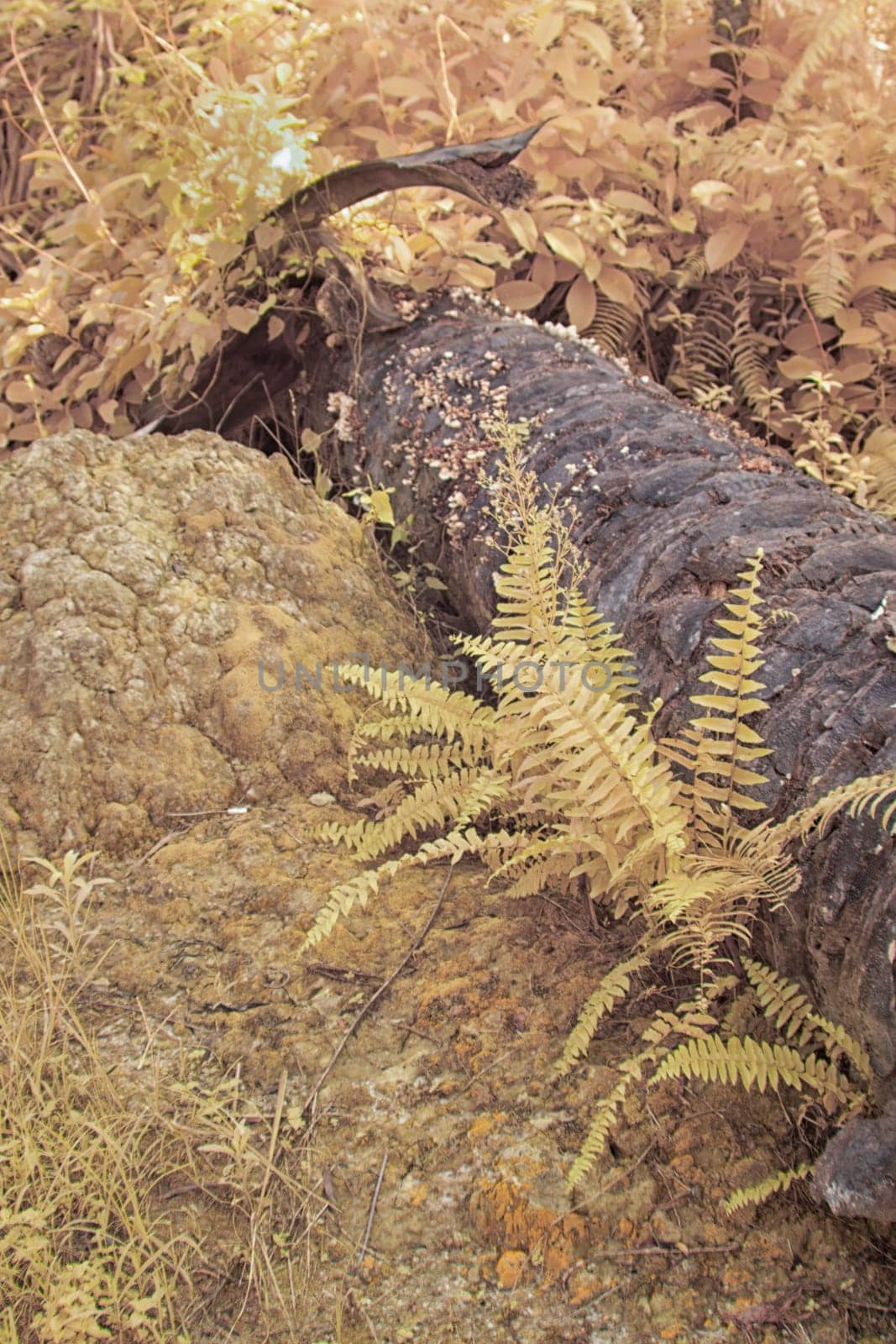 infrared image of the wild vegetation environment landscape at the palm oil plantation.
