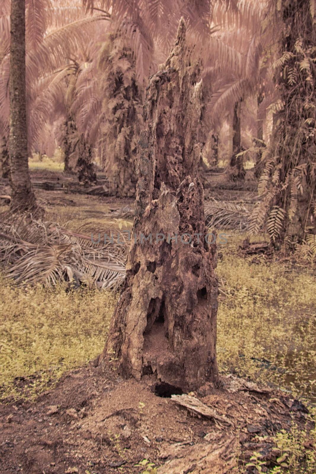 infrared image of the wild vegetation environment landscape at the palm oil plantation.