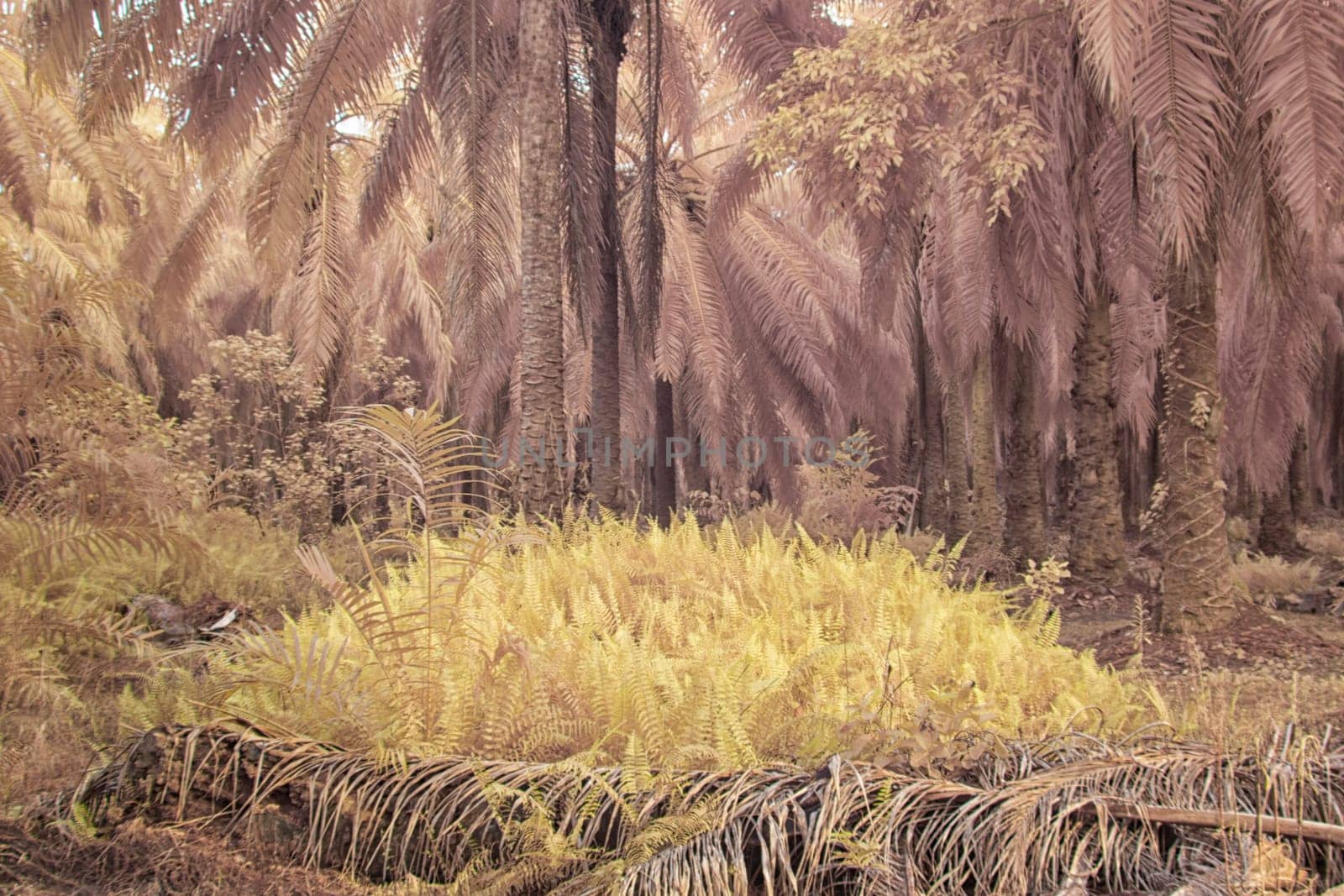 infrared image of the wild vegetation environment landscape at the palm oil plantation.