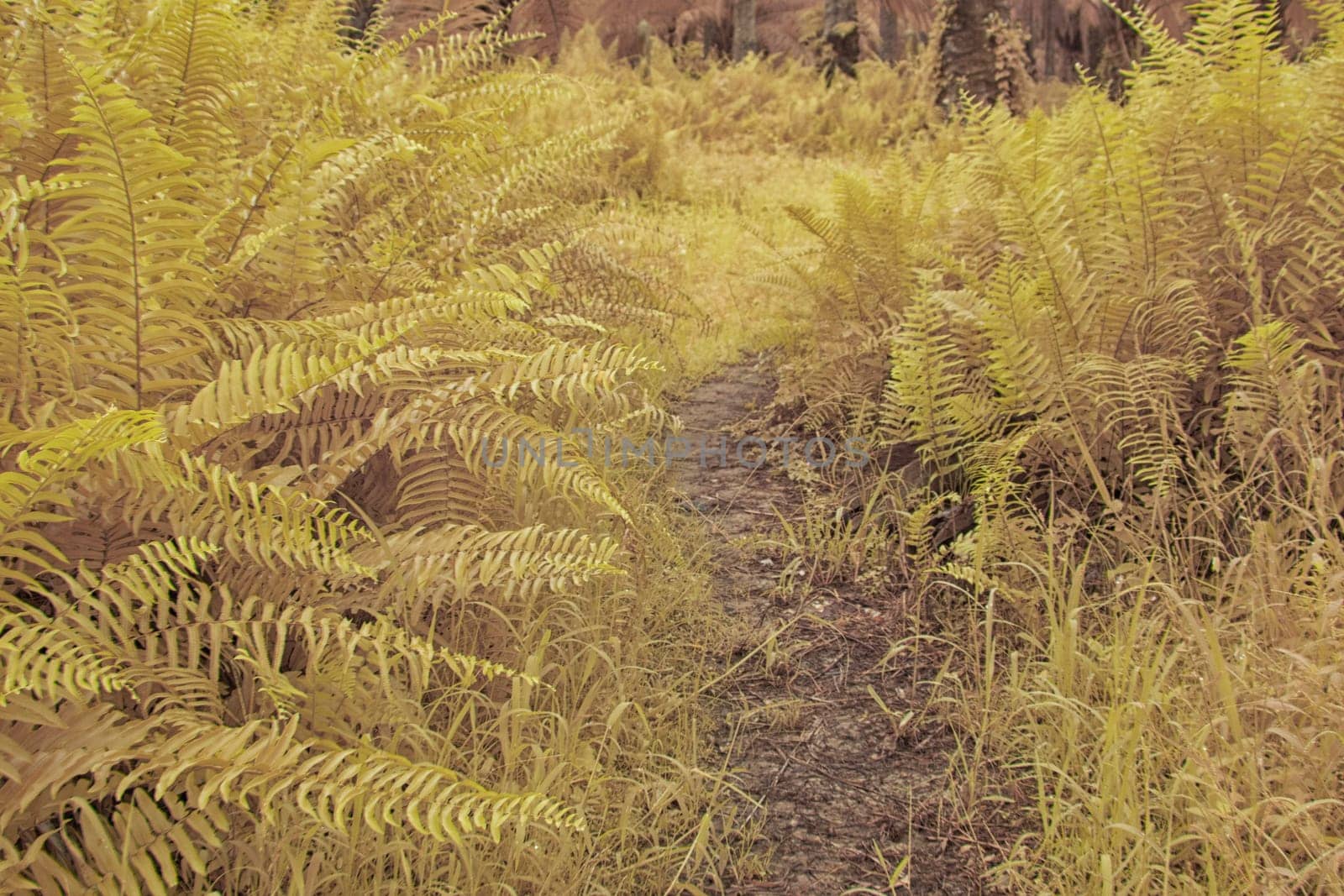 infrared image of the wild vegetation environment landscape at the palm oil plantation.