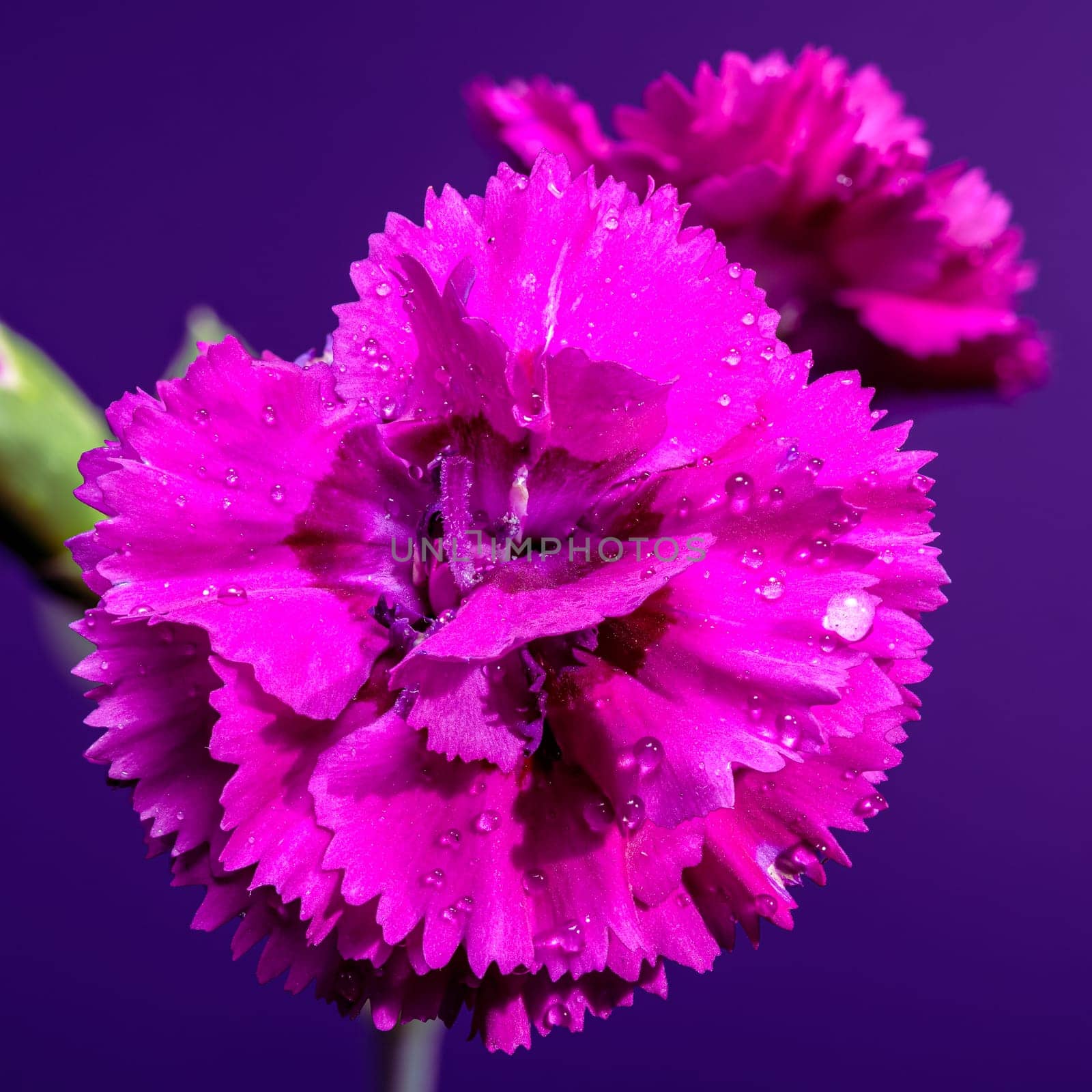 Two vibrant pink carnation blossoms and two closed buds, glistening with water droplets, are presented against a rich purple backdrop, emphasizing their ruffled edges and fresh green stems