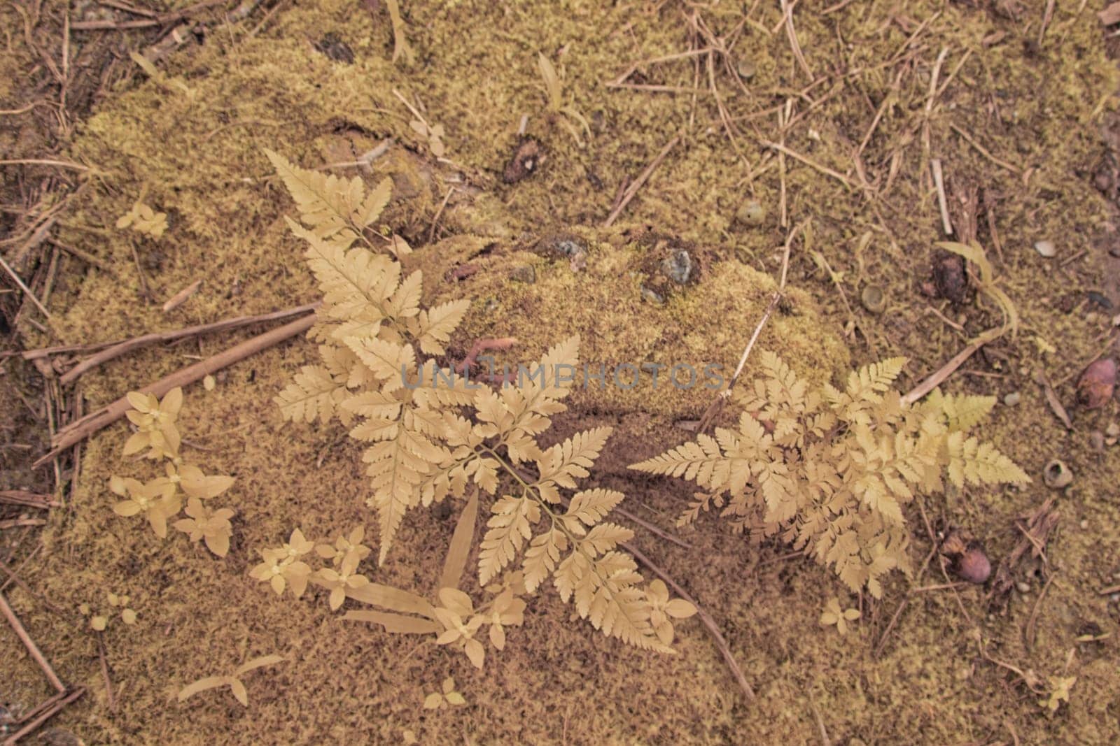 infrared image of the wild vegetation environment landscape at the palm oil plantation.