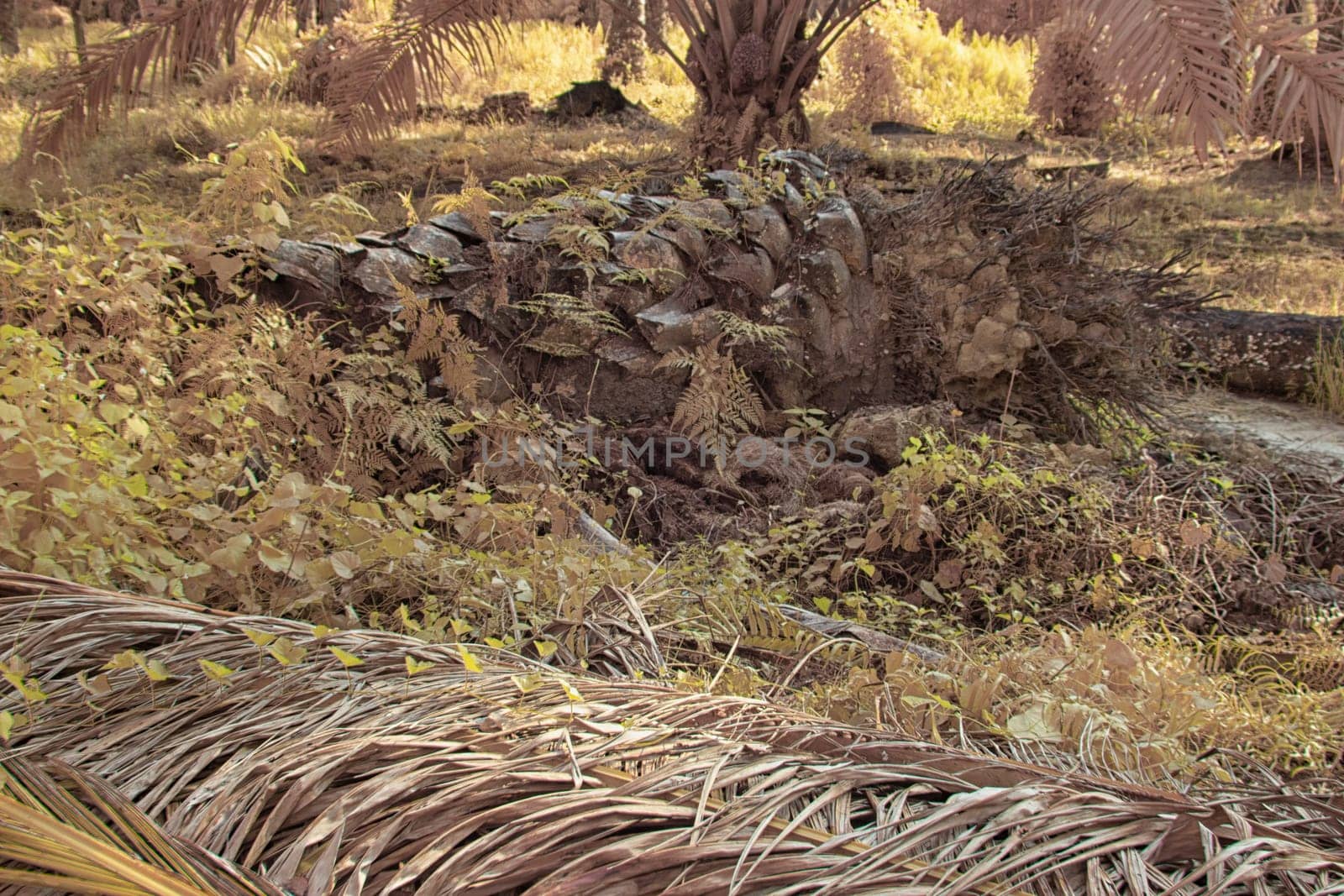 infrared image of the wild vegetation environment landscape at the palm oil plantation.