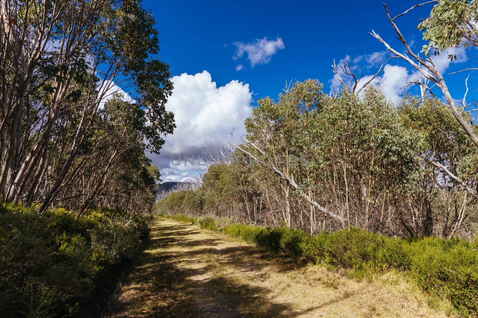 Hiking trails on ski runs around the summit of Lake Mountain on a clear summer's day, near Marysville, Victoria, Australia