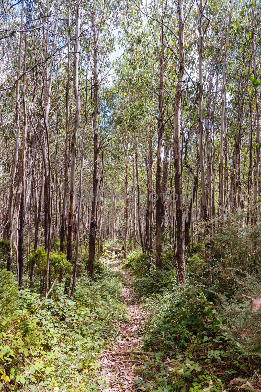 Hiking trails on ski runs around the summit of Lake Mountain on a clear summer's day, near Marysville, Victoria, Australia